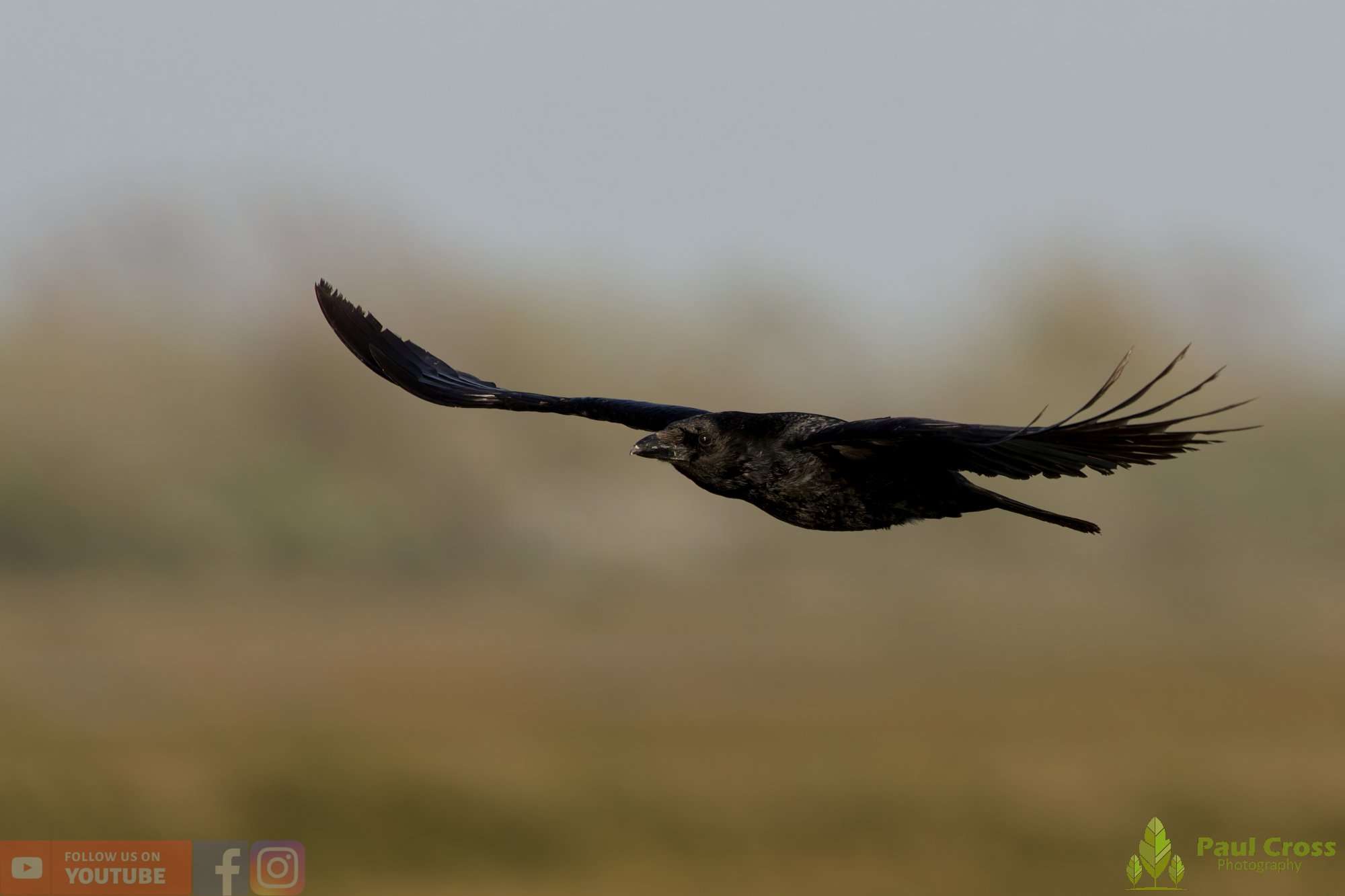 Carrion Crow-00137.jpg