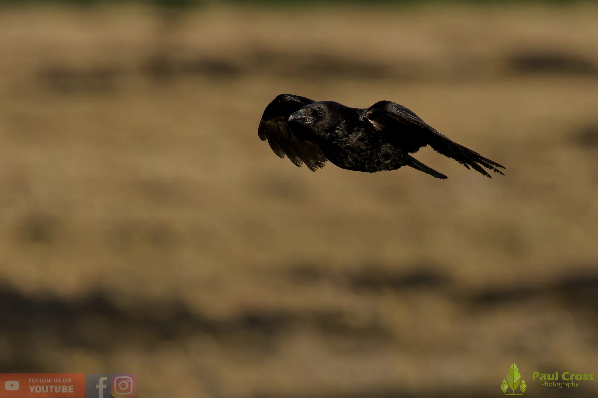 Carrion Crow-00138.jpg