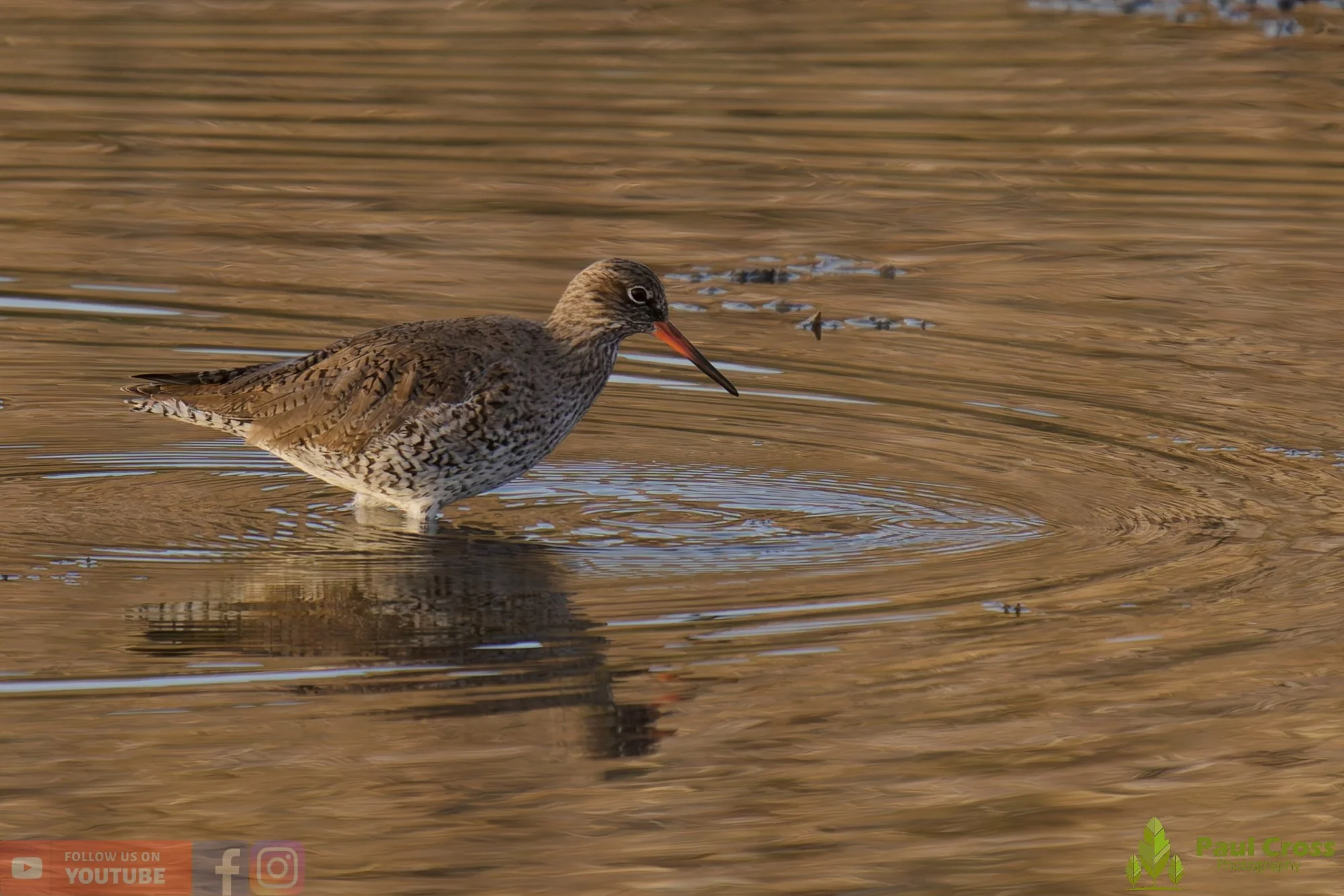 Common Redshank-00395.jpg