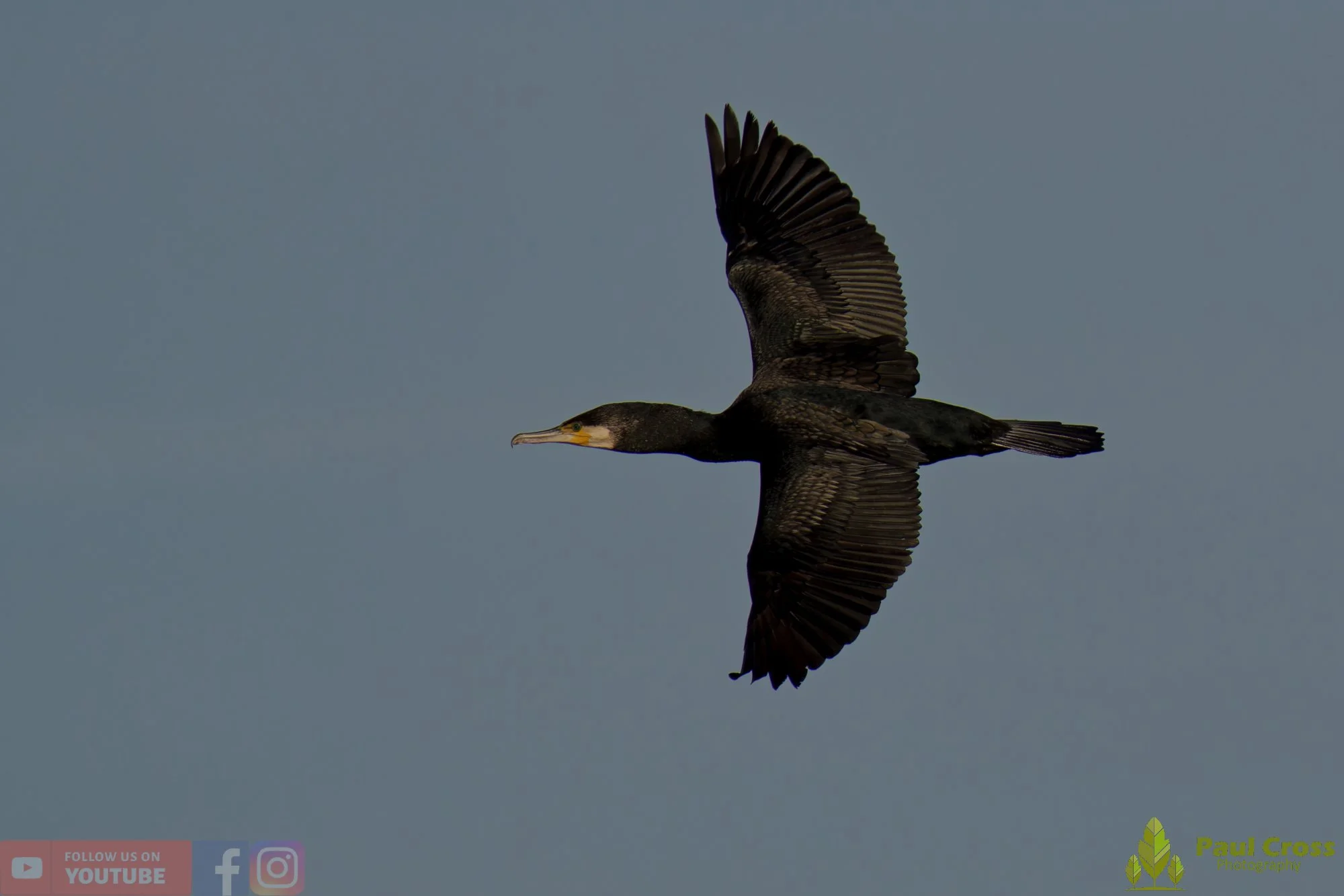 Cormorant-00386.jpg