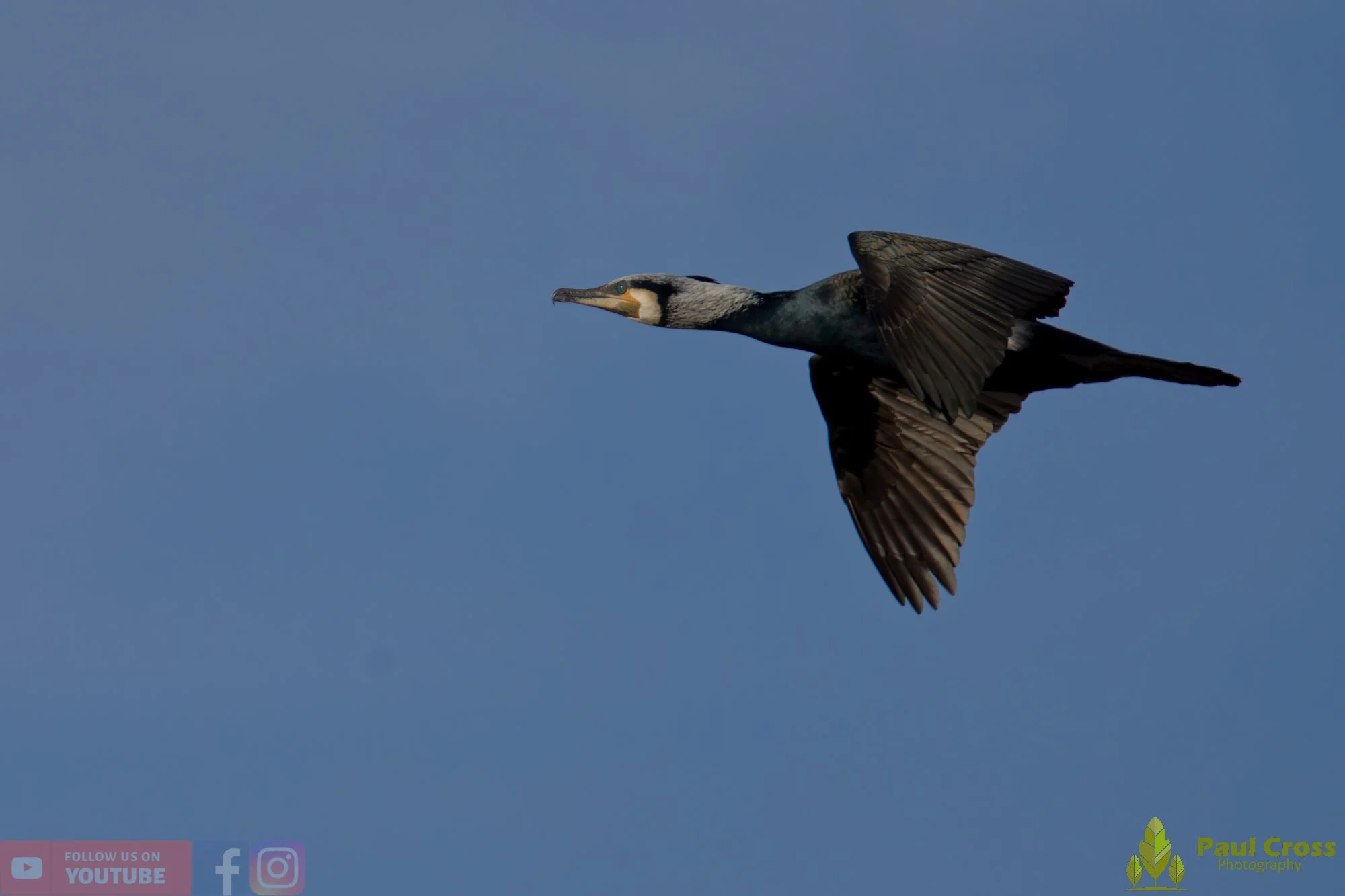 Cormorant-00388.jpg