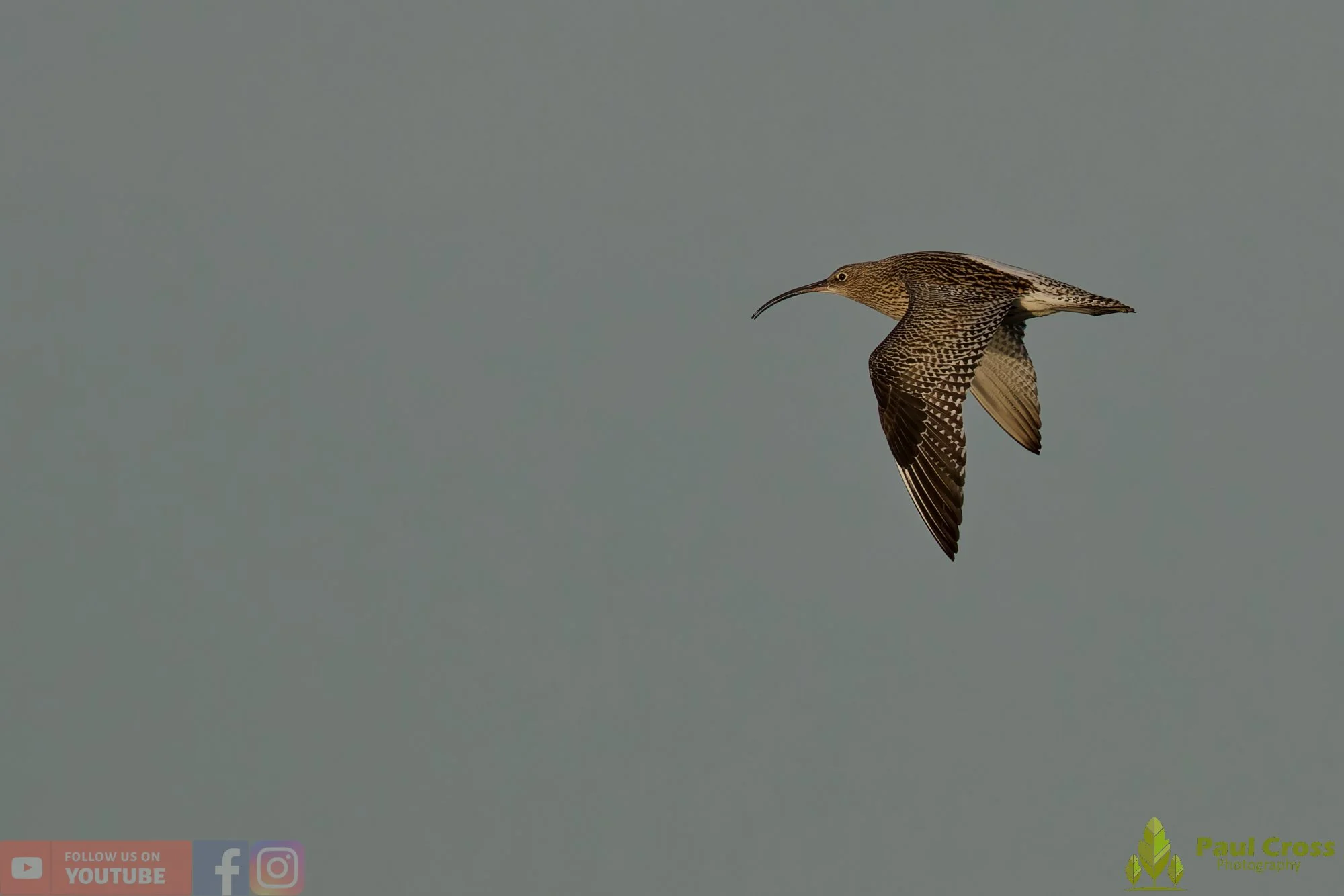 Curlew-00177.jpg