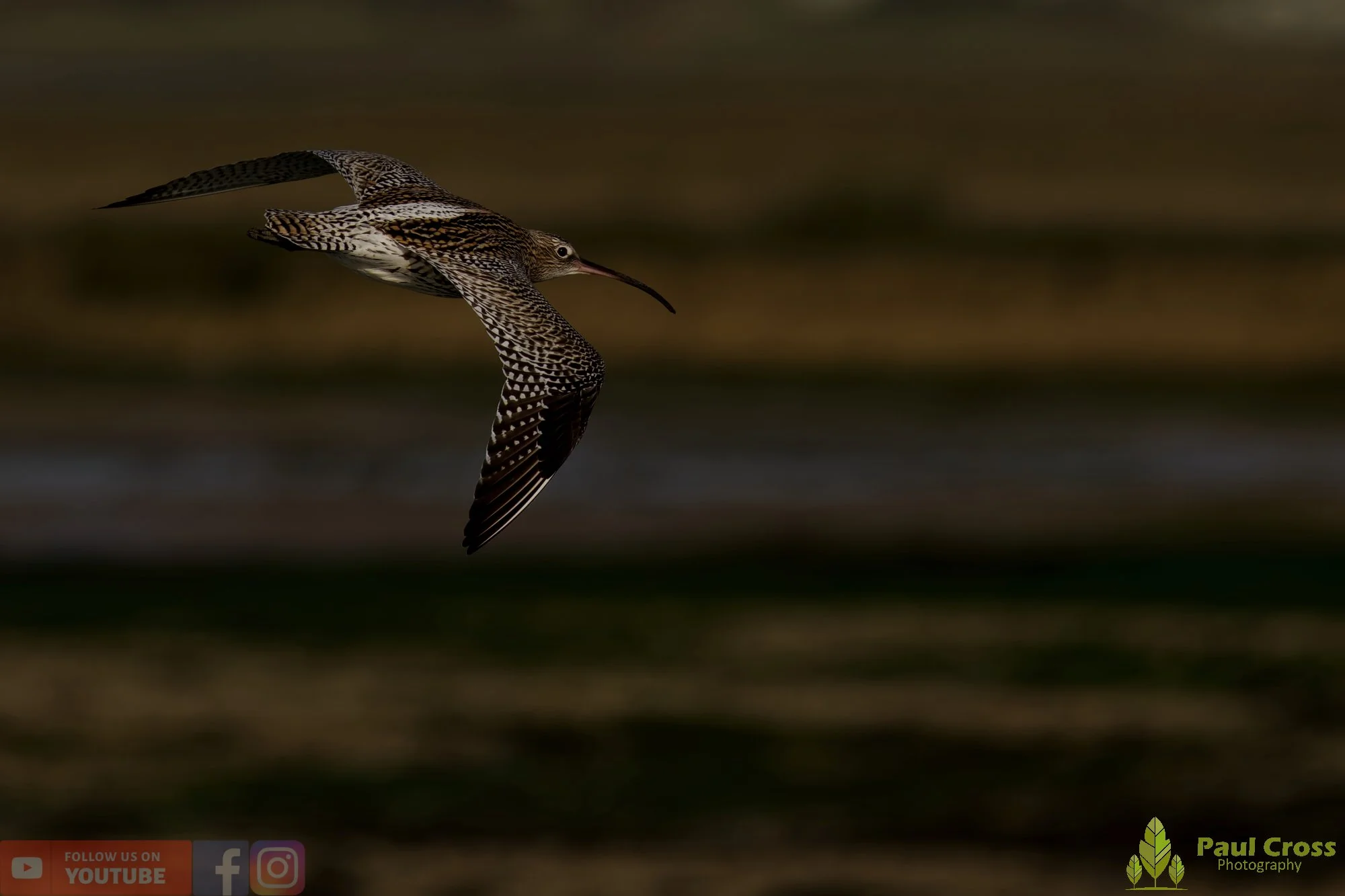 Curlew-00178.jpg