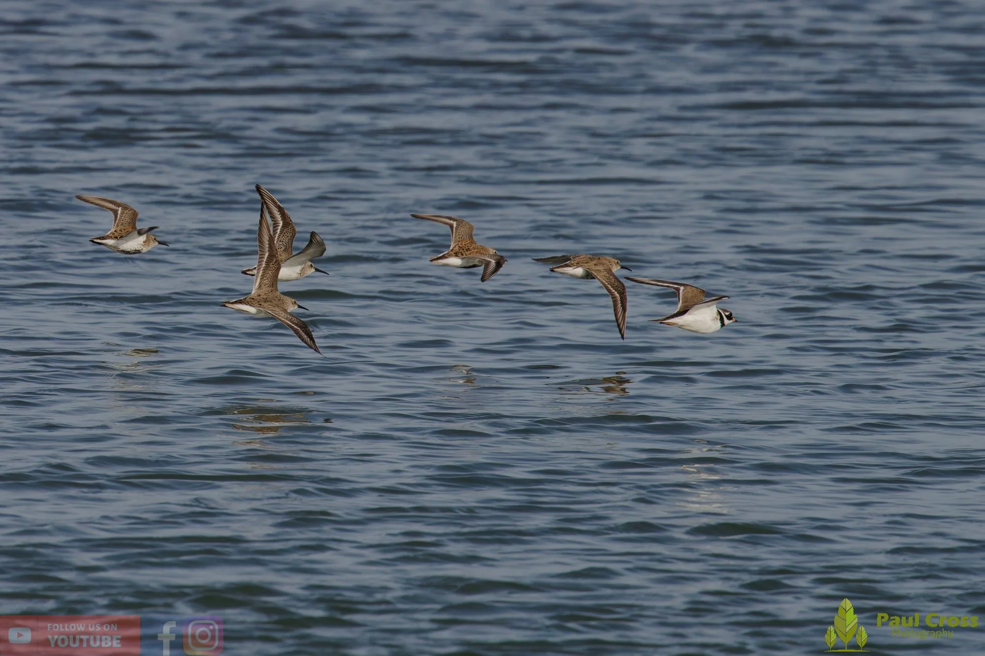 Dunlin-00104.jpg
