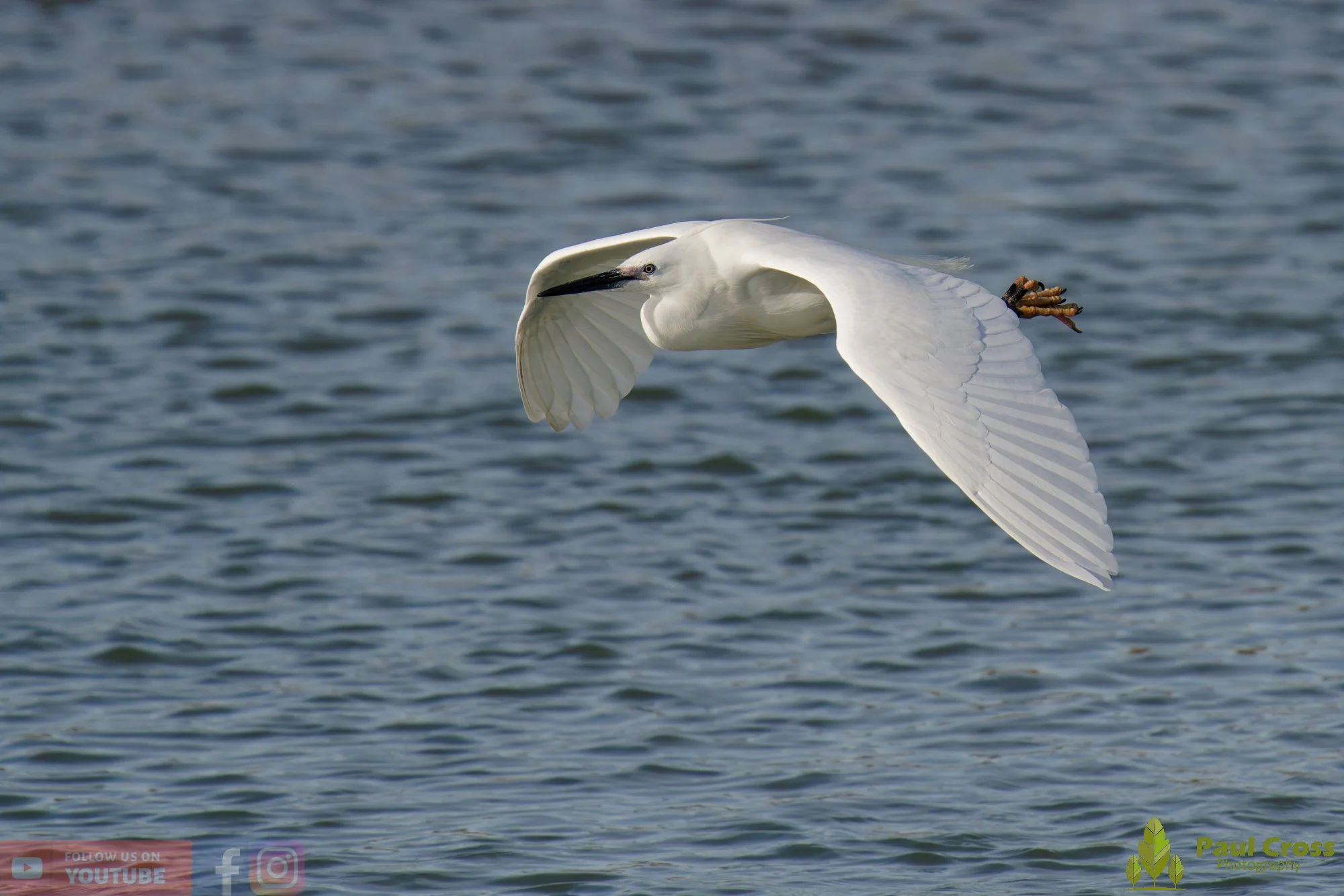 Little Egret-00555.jpg