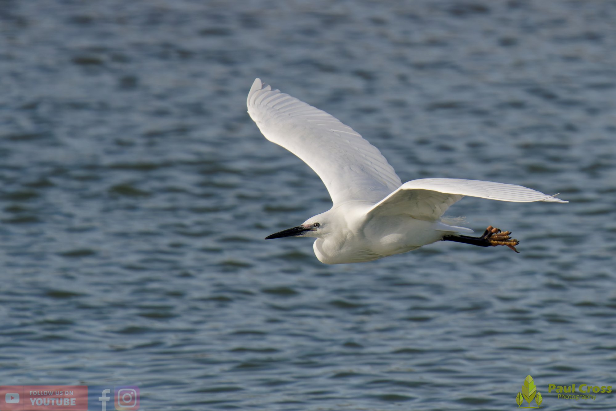 Little Egret-00556.jpg