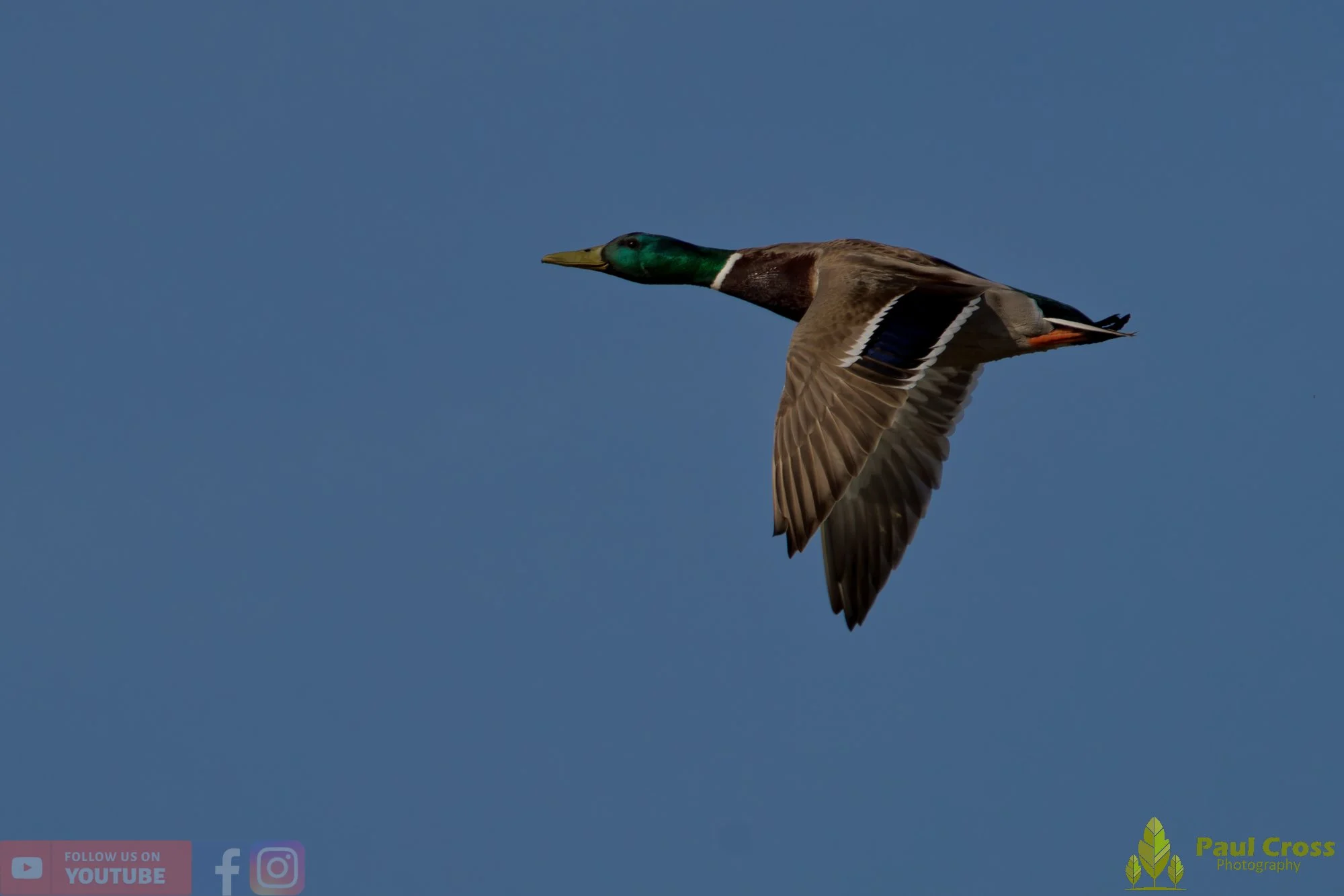 Mallard Duck-01237.jpg