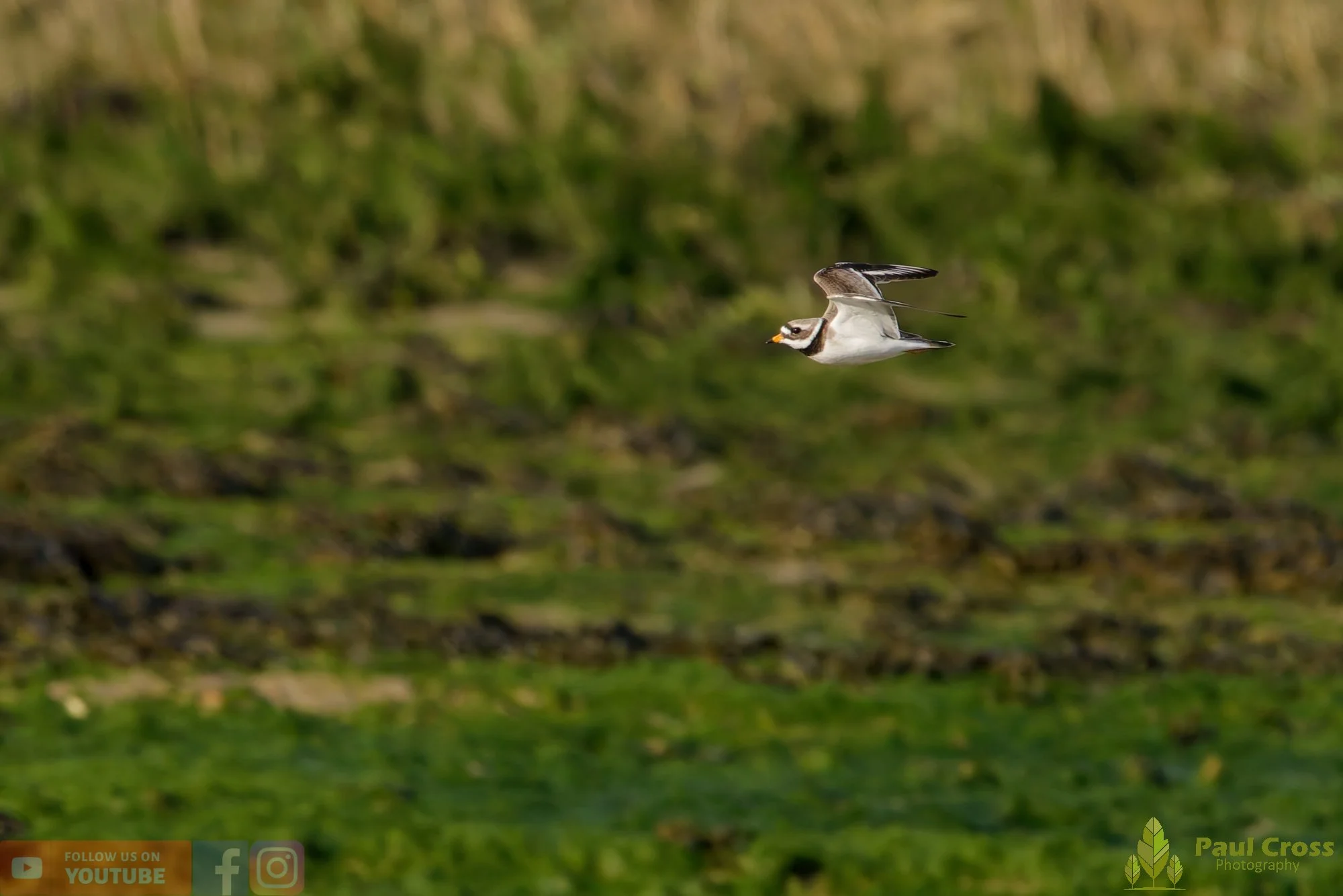 Ringed Plover-00099.jpg