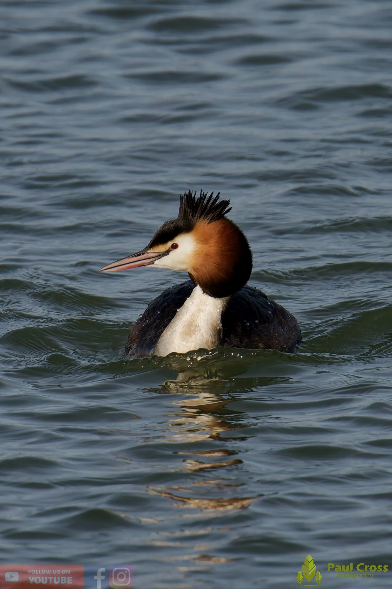 Great Crested Grebe-01069.jpg
