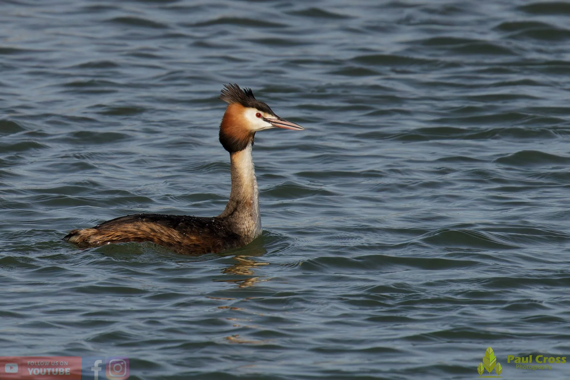 Great Crested Grebe-01068.jpg