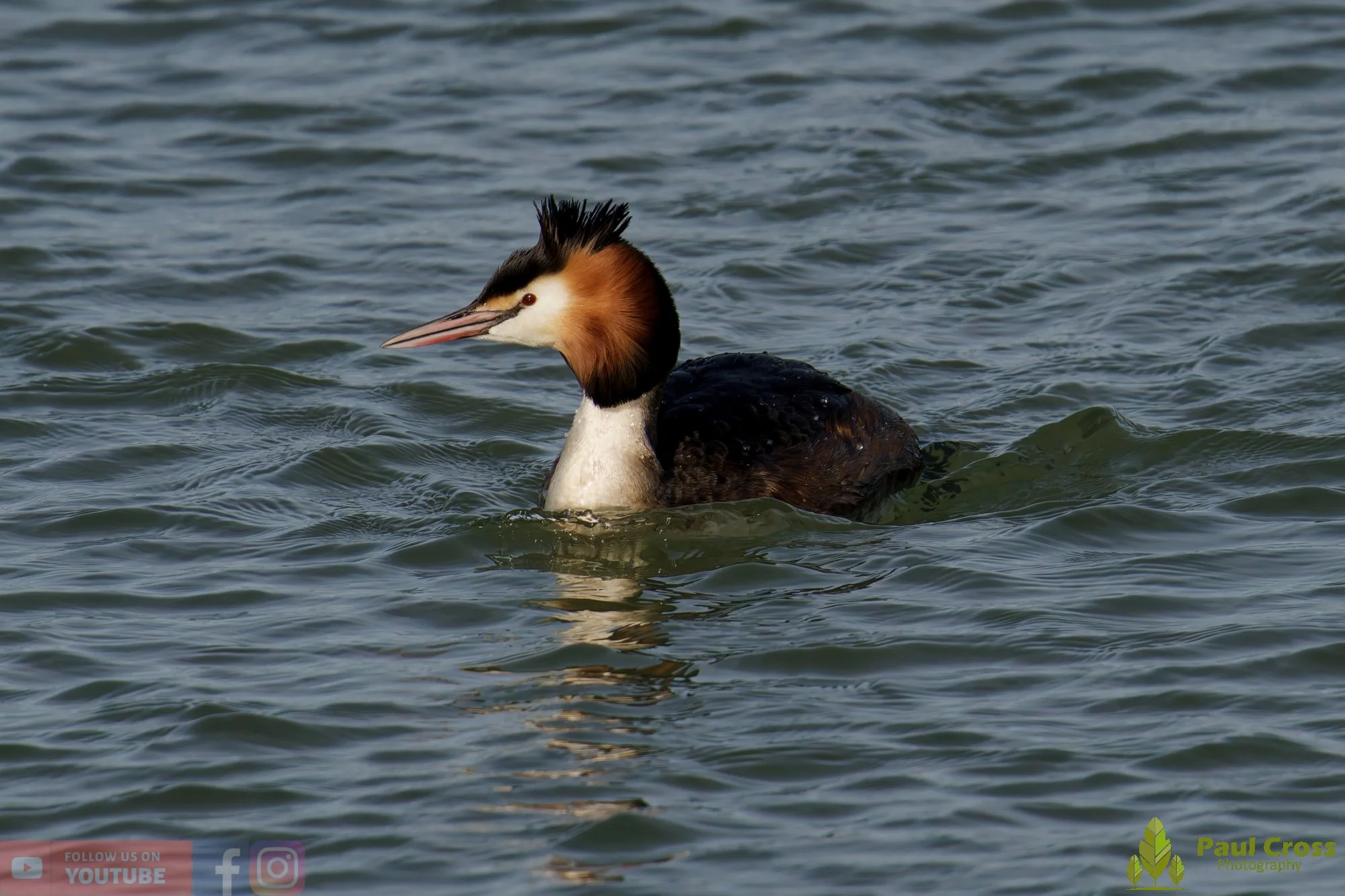 Great Crested Grebe-01070.jpg