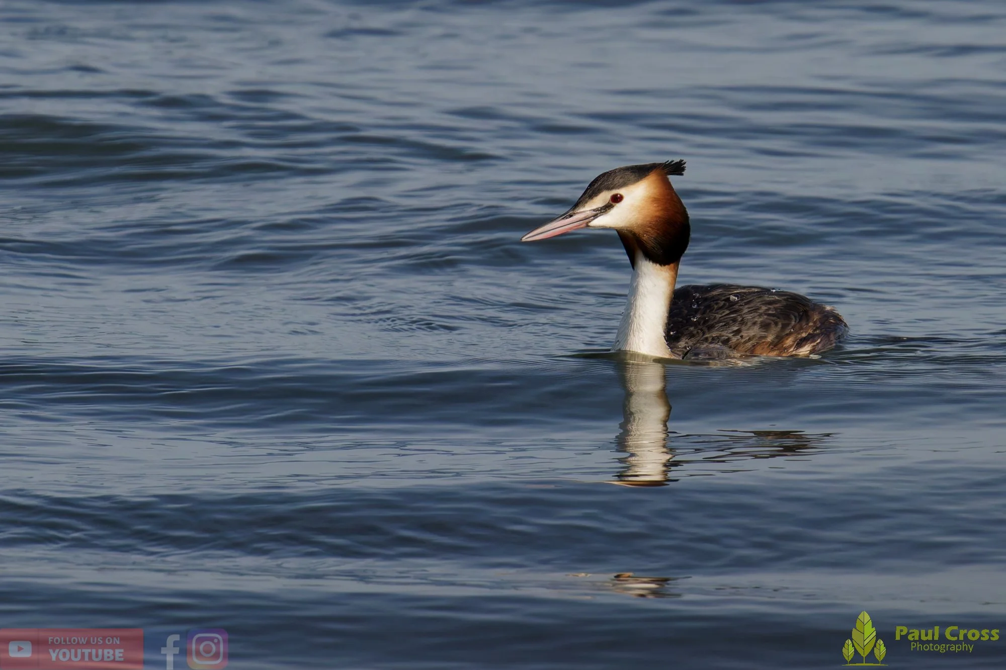 Great Crested Grebe-01071.jpg
