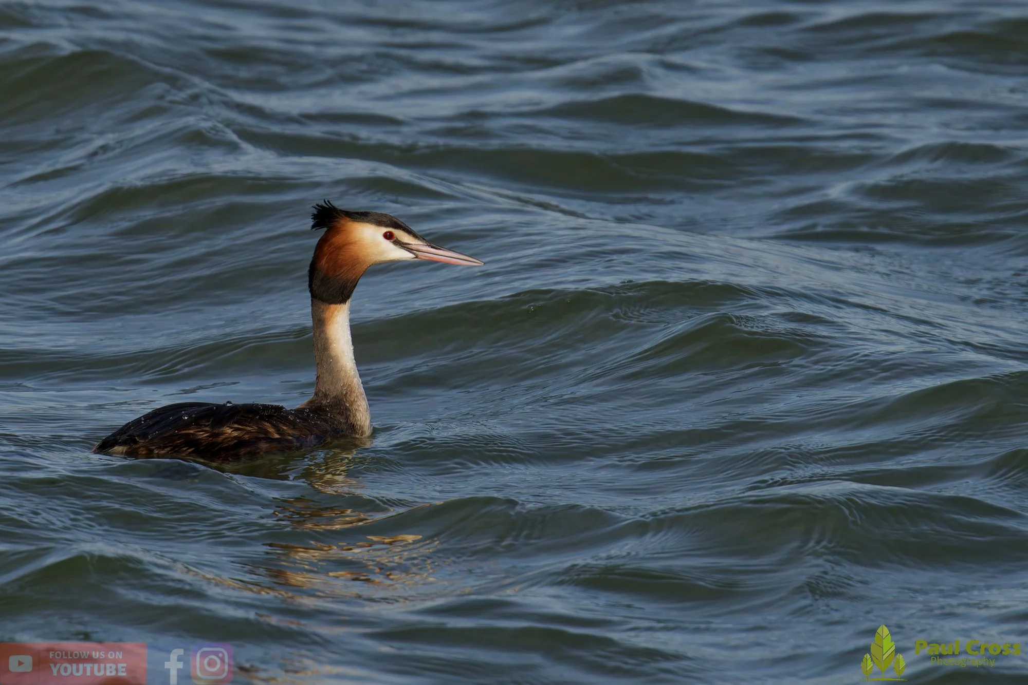 Great Crested Grebe-01072.jpg