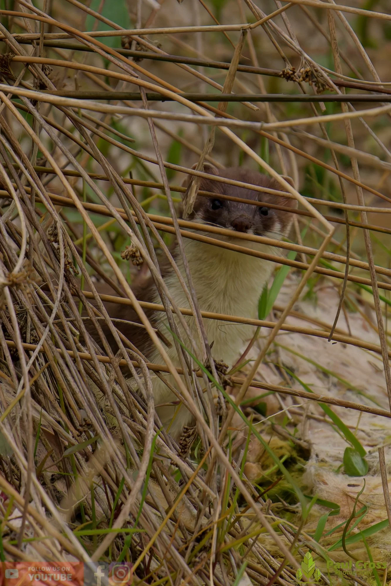Stoat-00001.jpg
