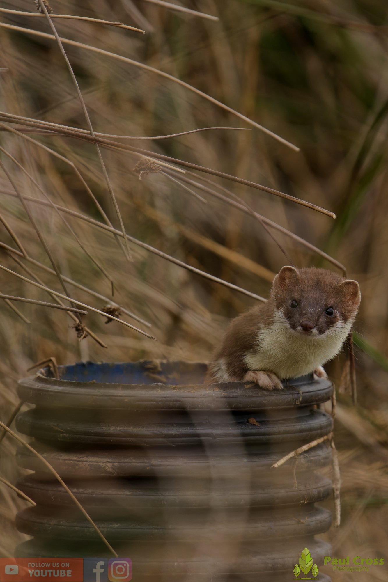 Stoat-00002.jpg
