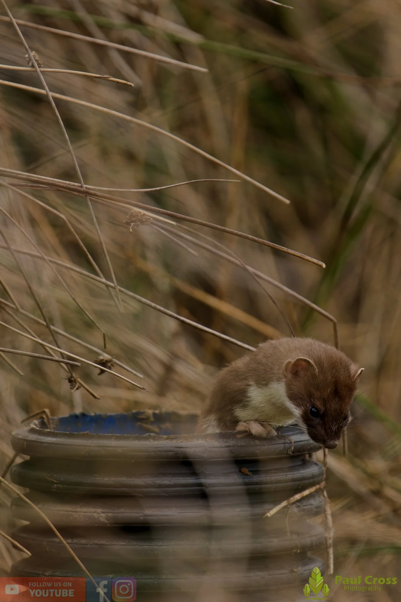 Stoat-00003.jpg