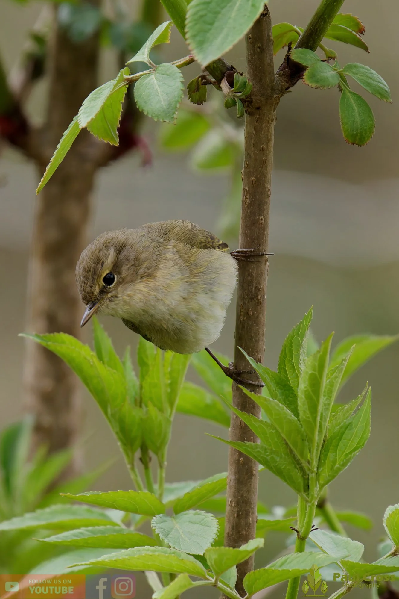 Chiffchaff-00182.jpg