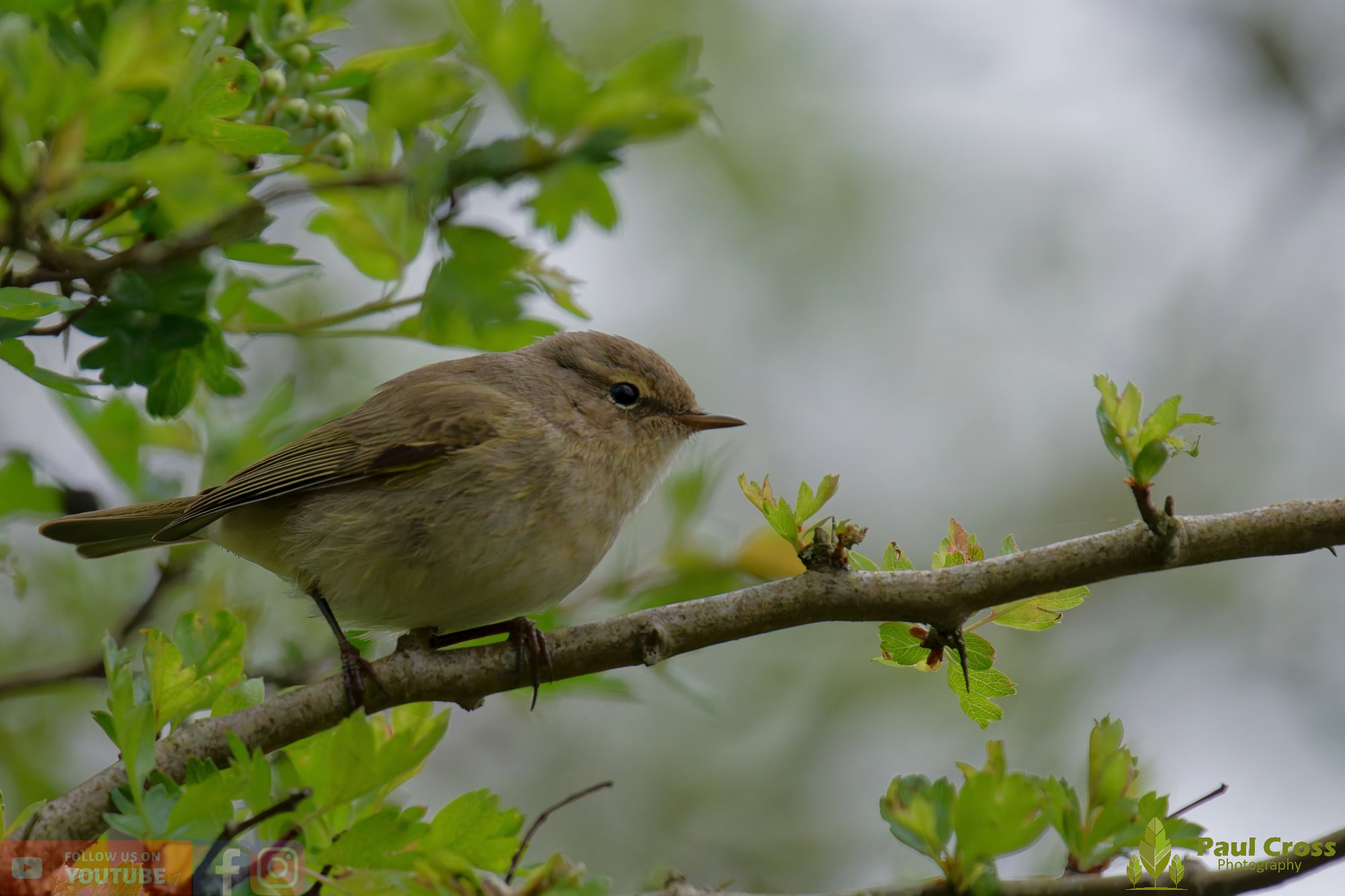 Chiffchaff-00183.jpg