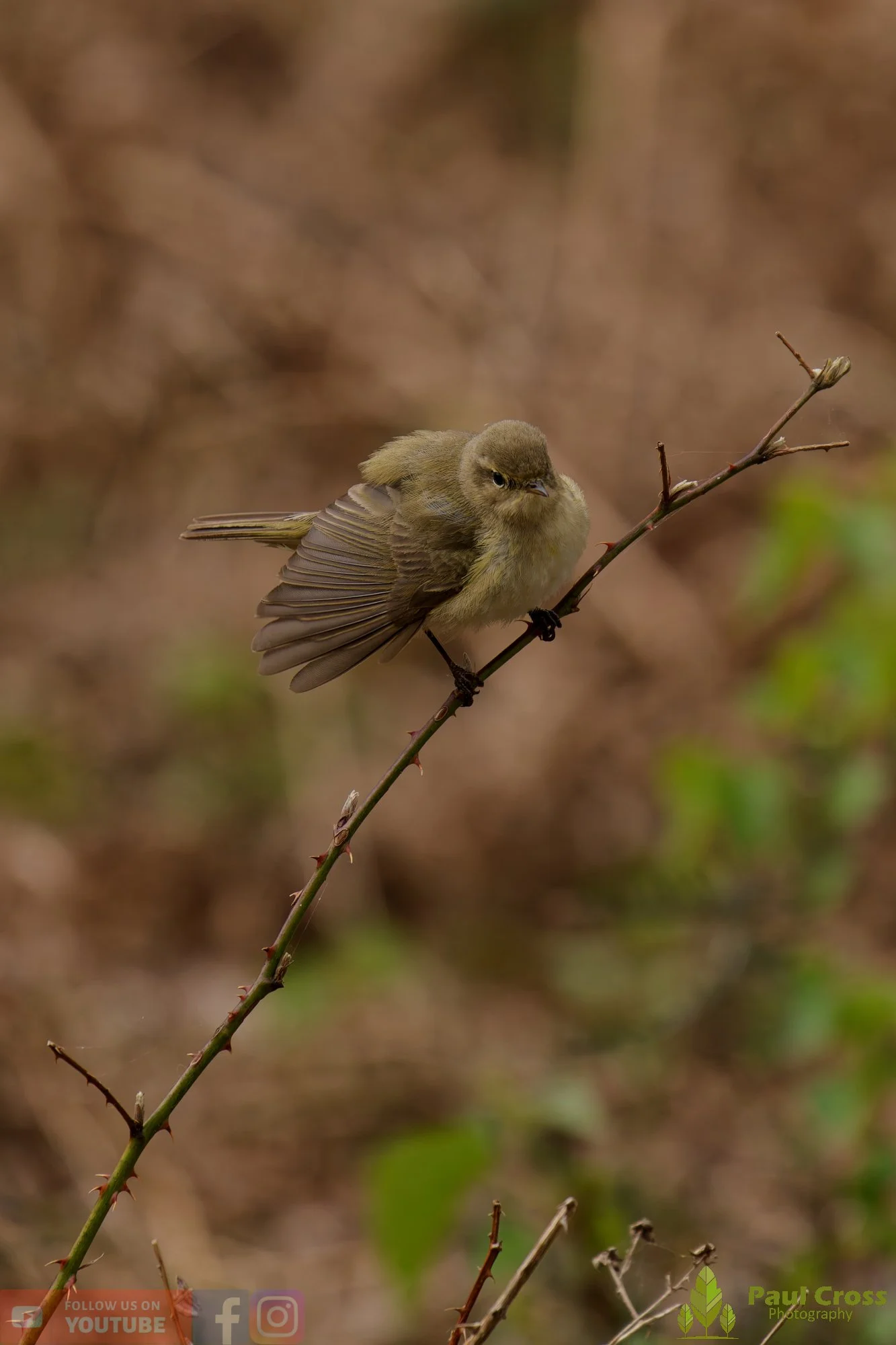 Chiffchaff-00185.jpg