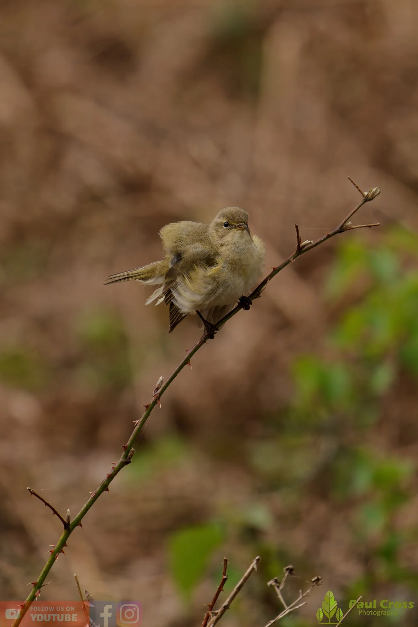Chiffchaff-00187.jpg