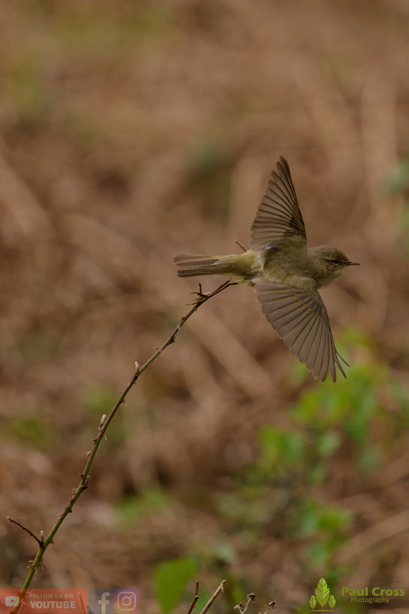 Chiffchaff-00188.jpg