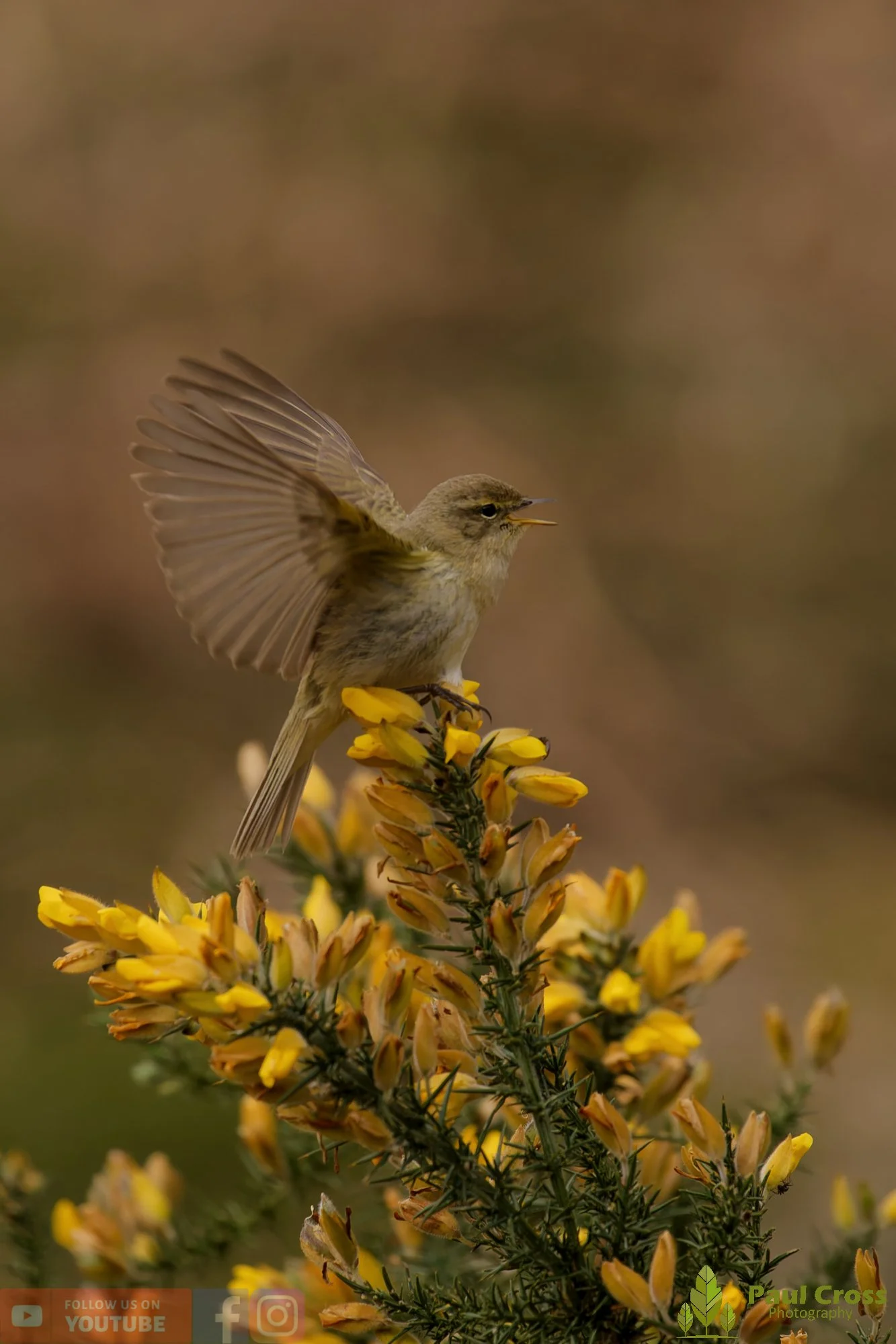 Chiffchaff-00189.jpg