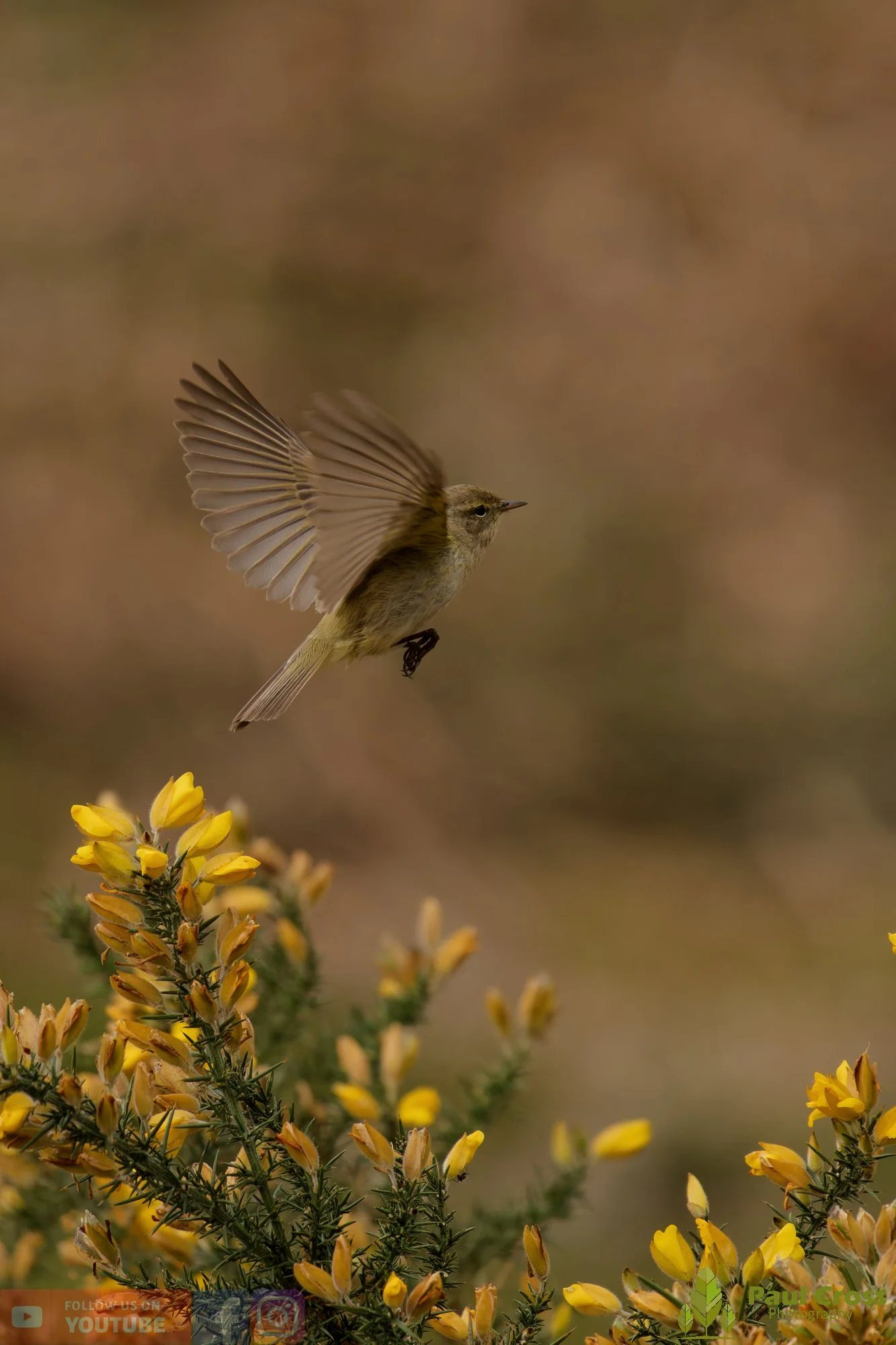 Chiffchaff-00190.jpg