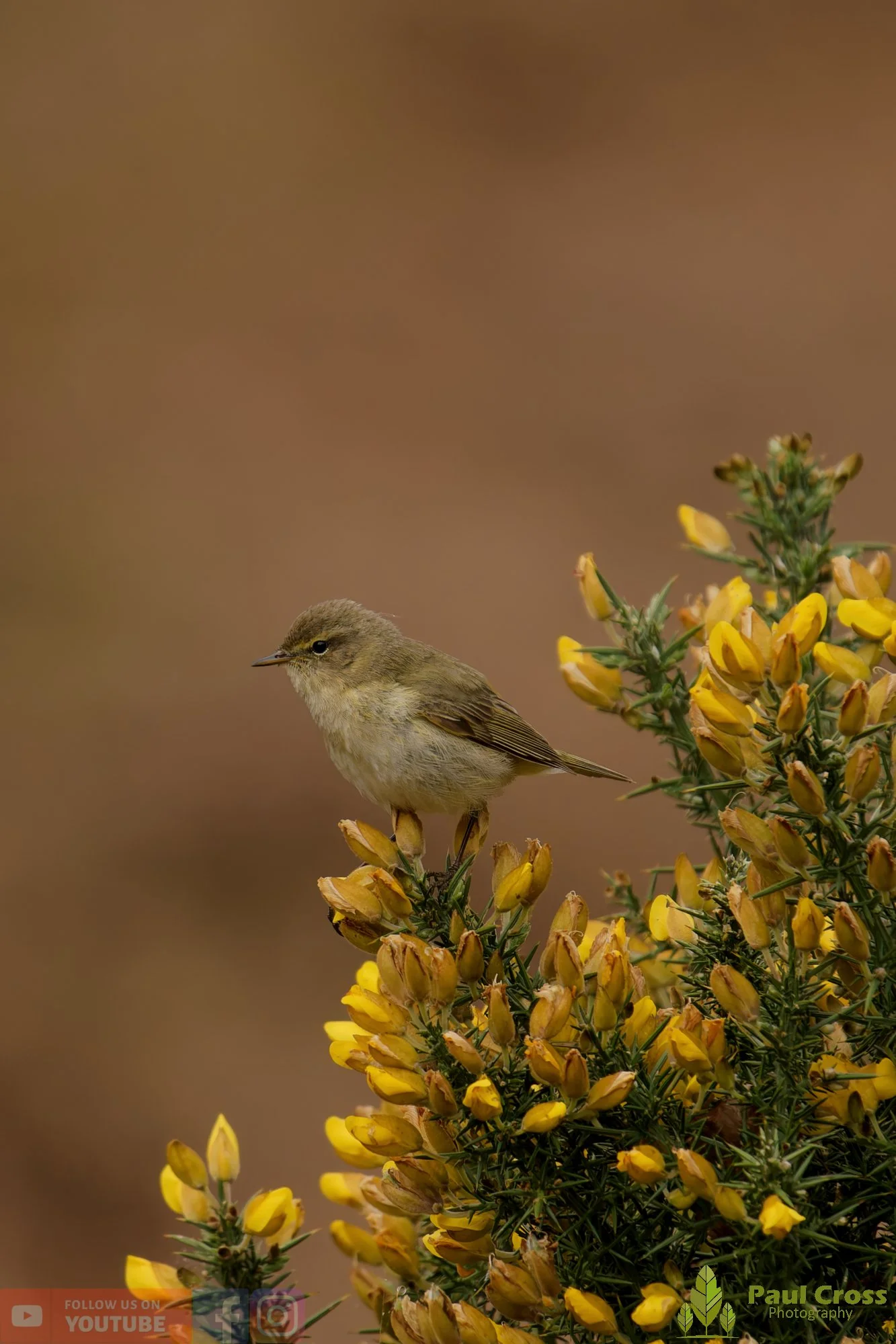 Chiffchaff-00191.jpg