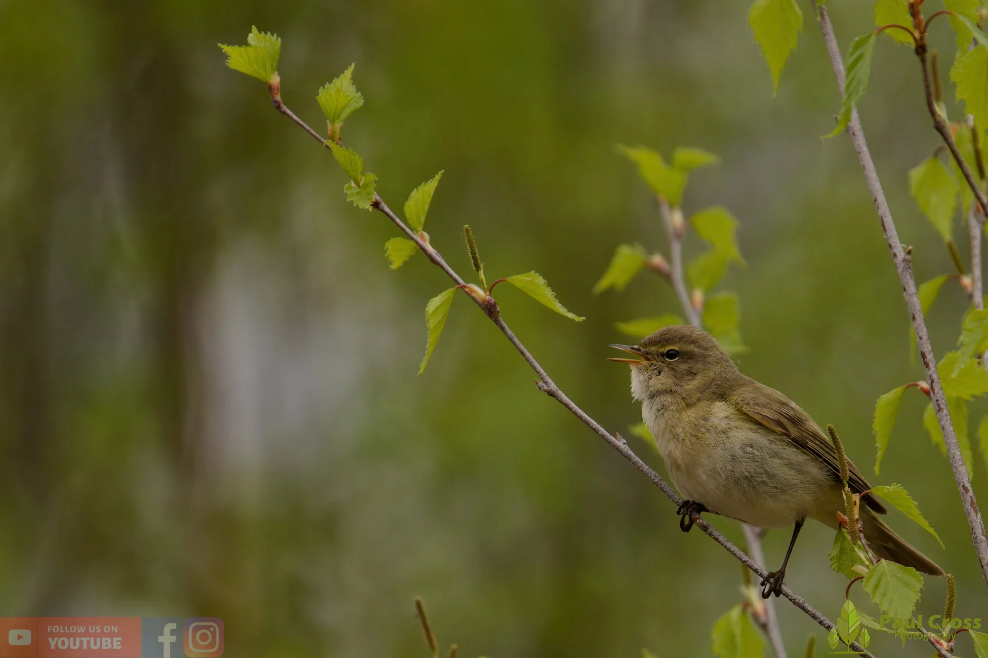 Chiffchaff-00192.jpg