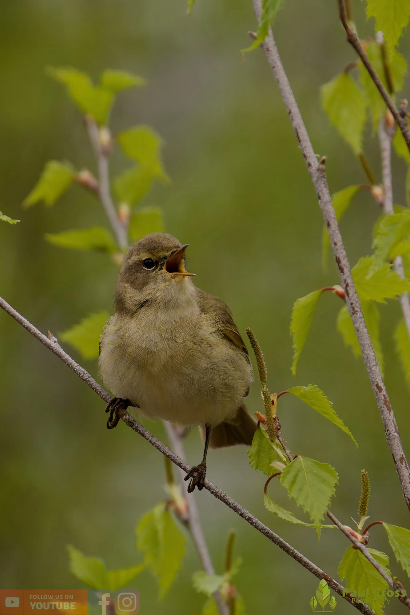 Chiffchaff-00193.jpg