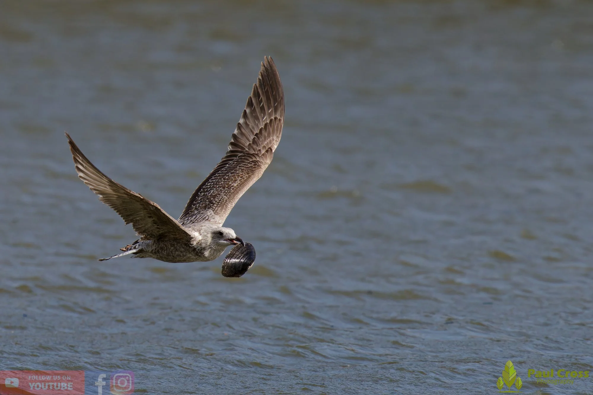 Herring Gull-00410.jpg
