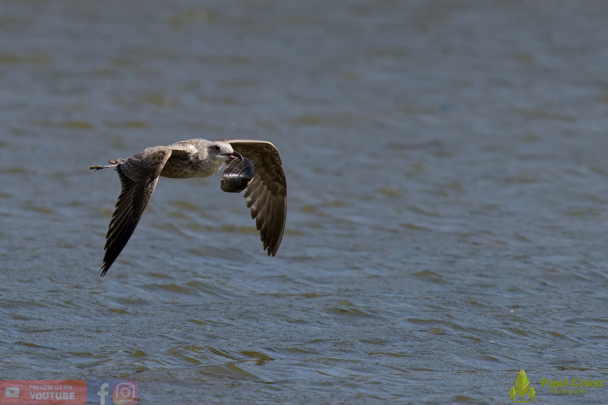 Herring Gull-00411.jpg