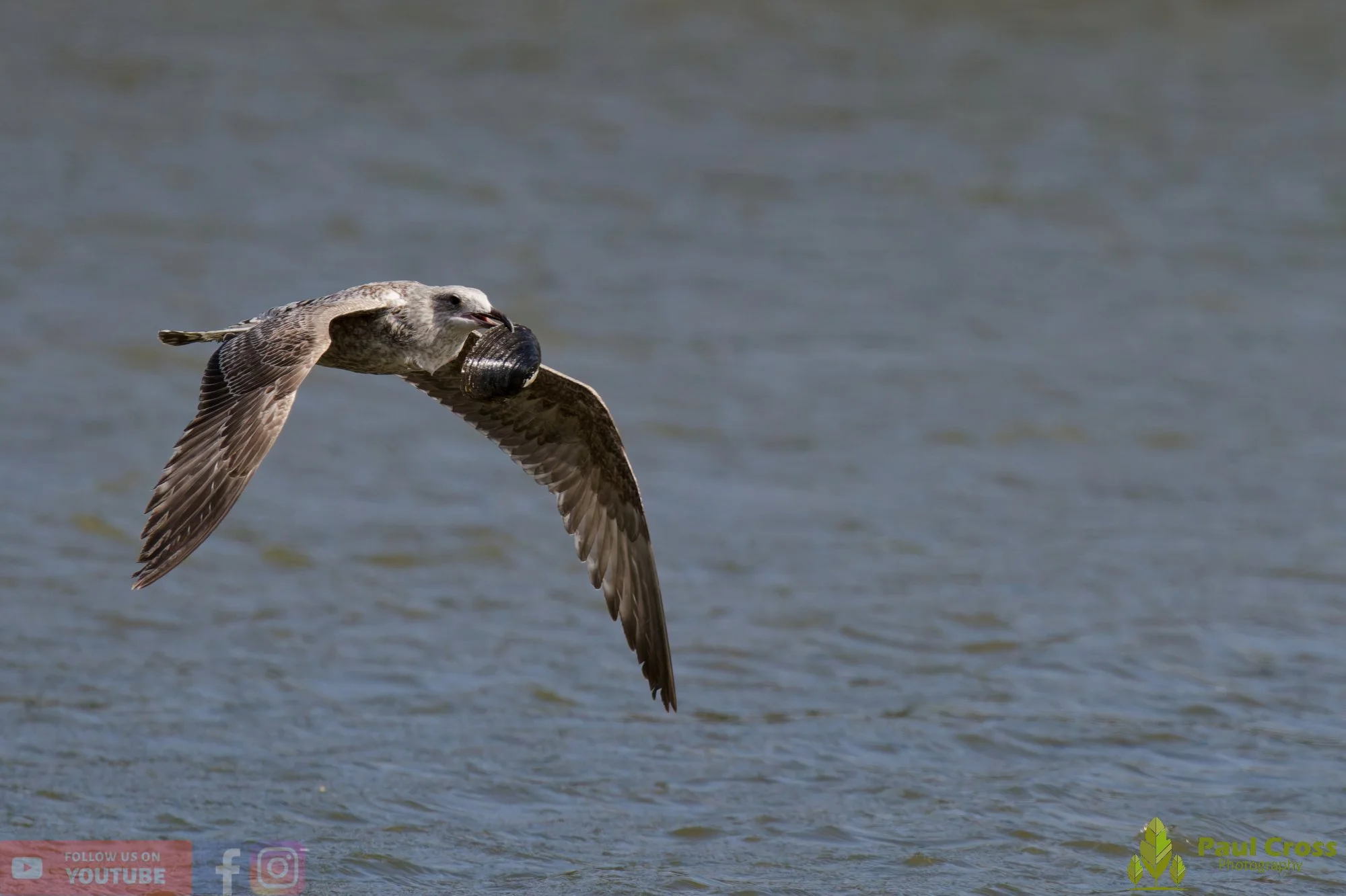 Herring Gull-00412.jpg