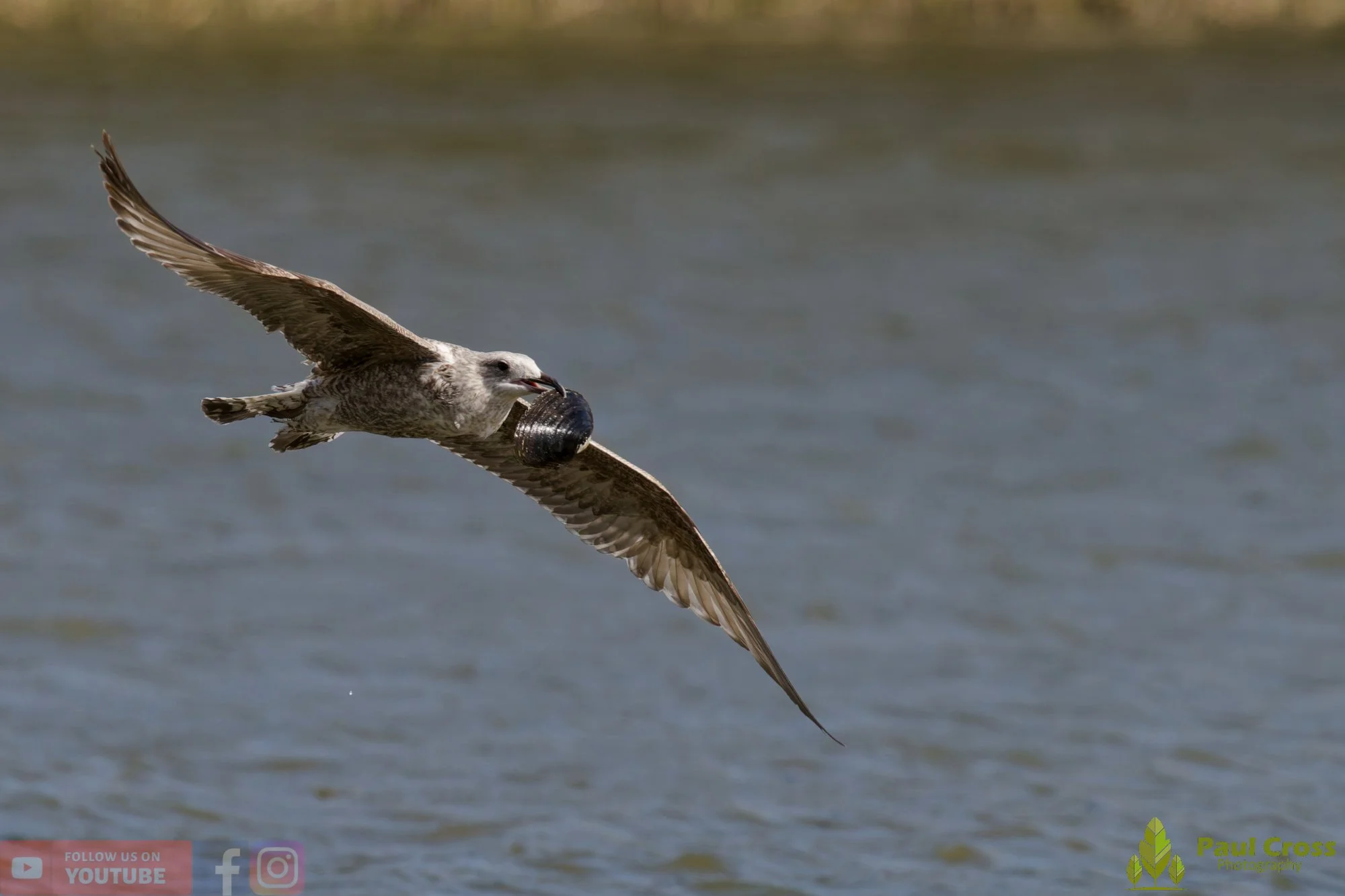 Herring Gull-00413.jpg