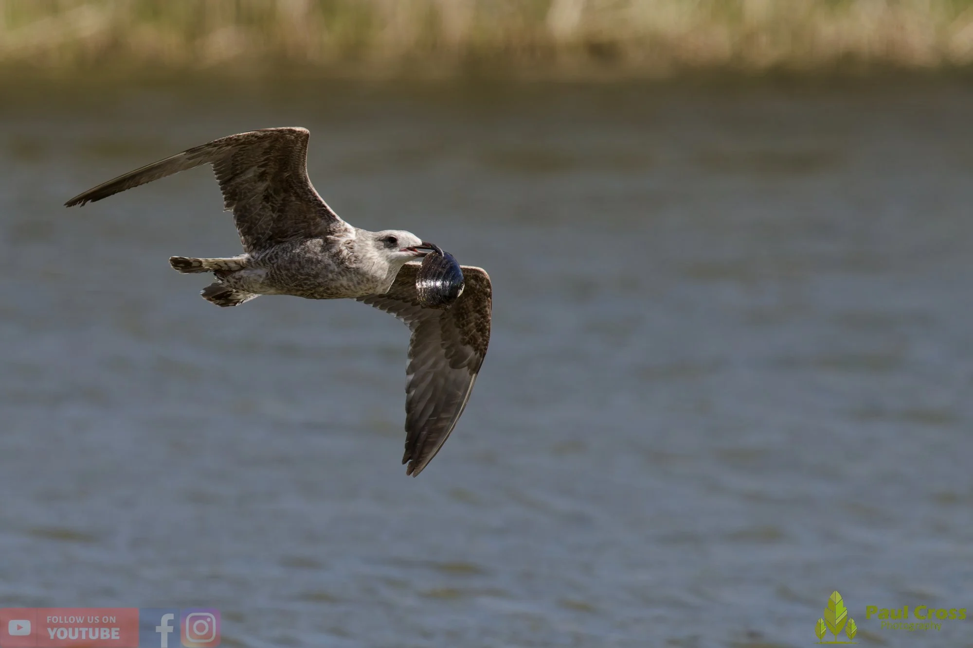 Herring Gull-00414.jpg