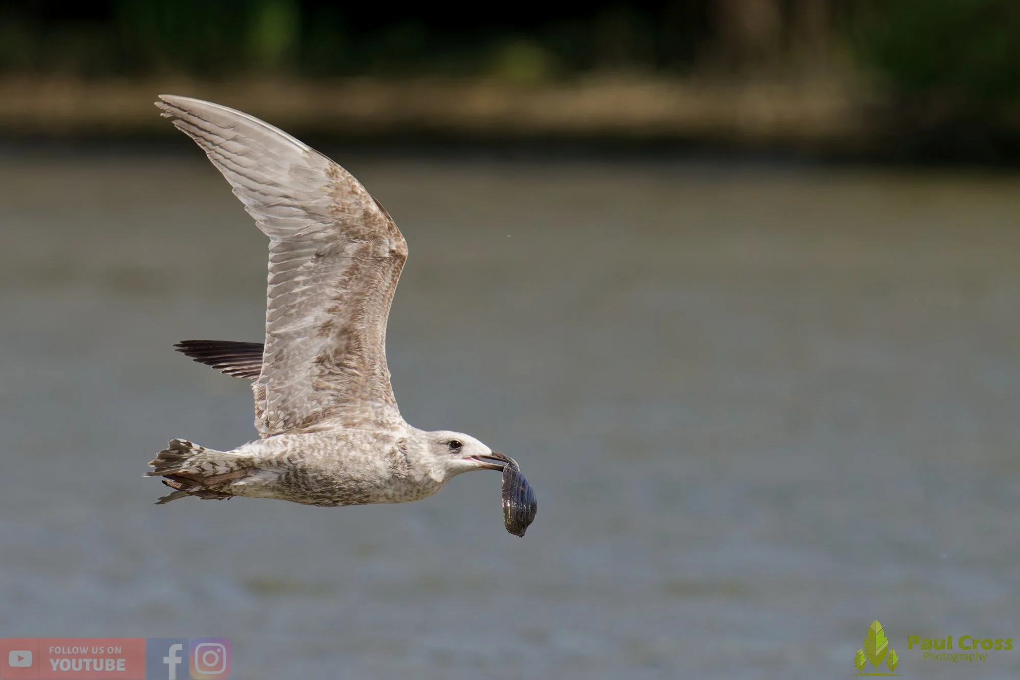 Herring Gull-00415.jpg