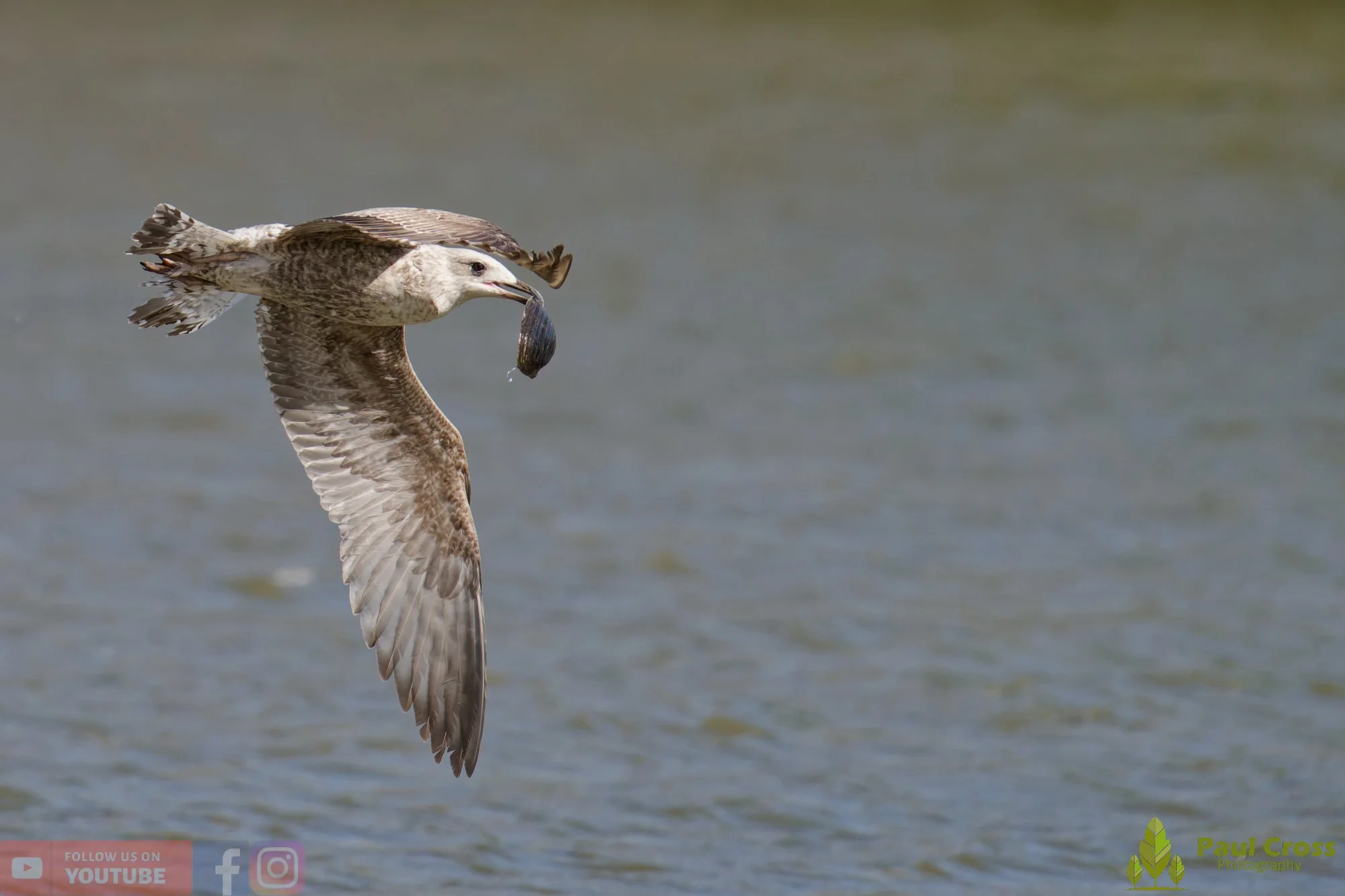 Herring Gull-00416.jpg