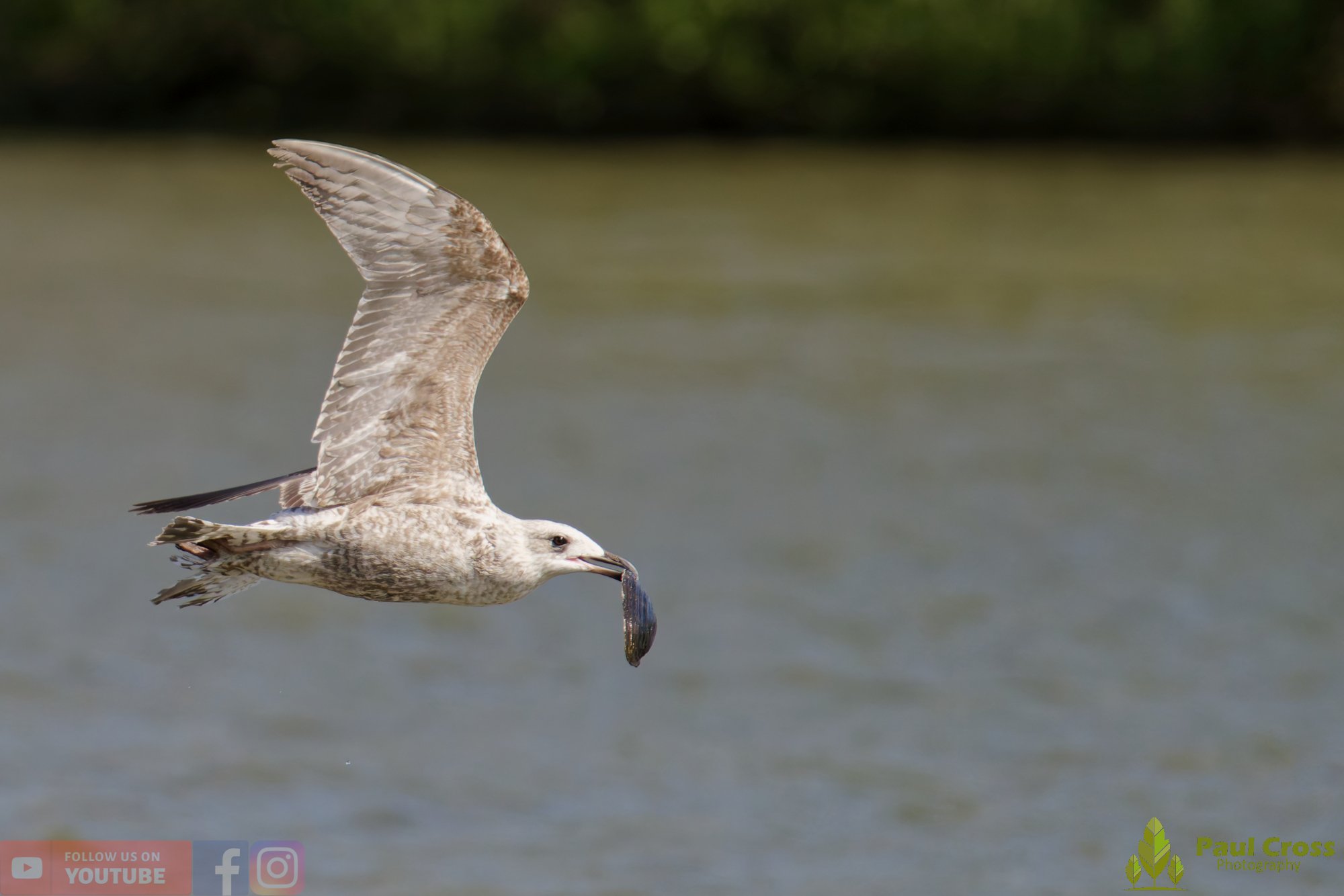 Herring Gull-00417.jpg