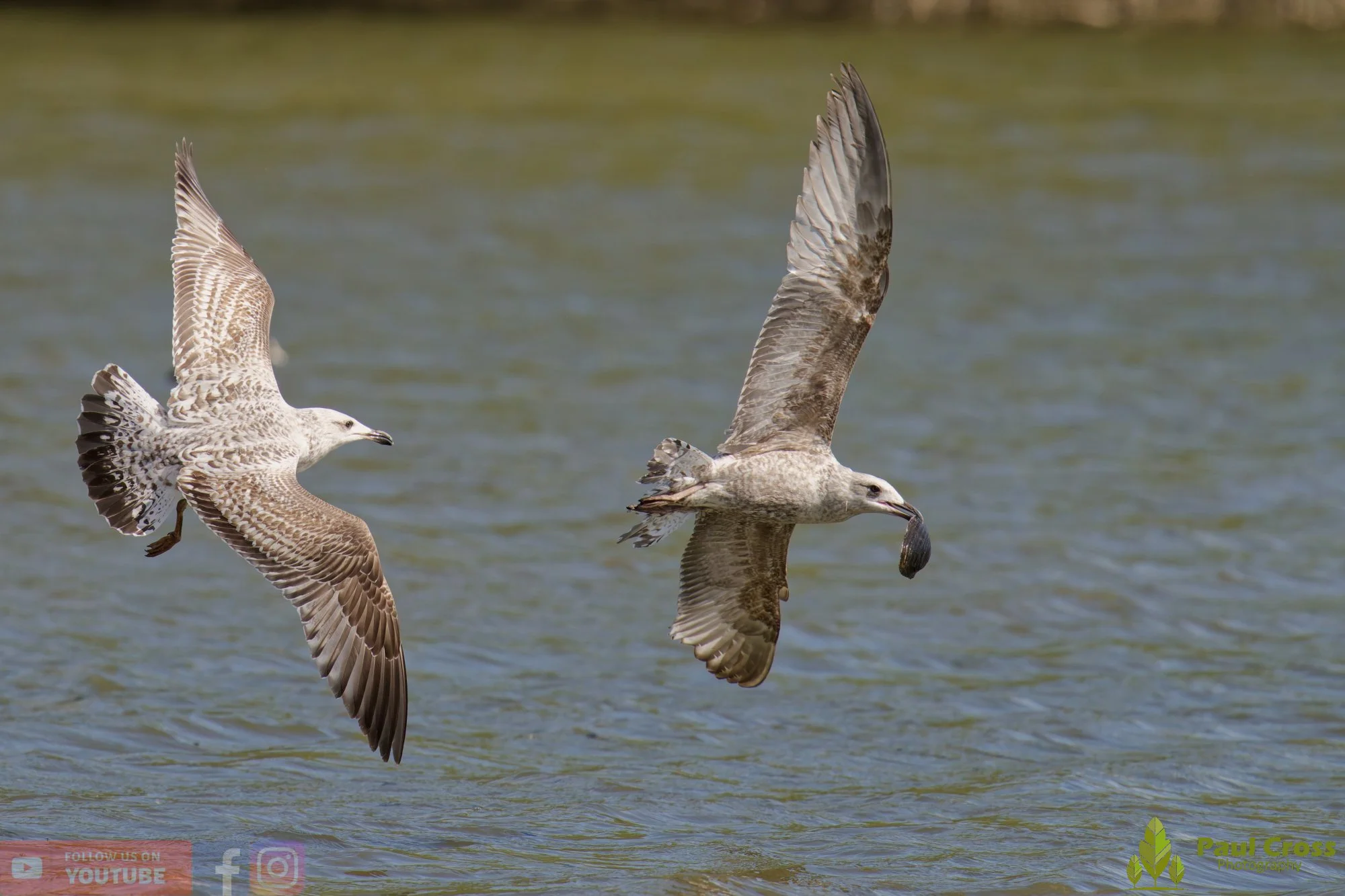 Herring Gull-00418.jpg