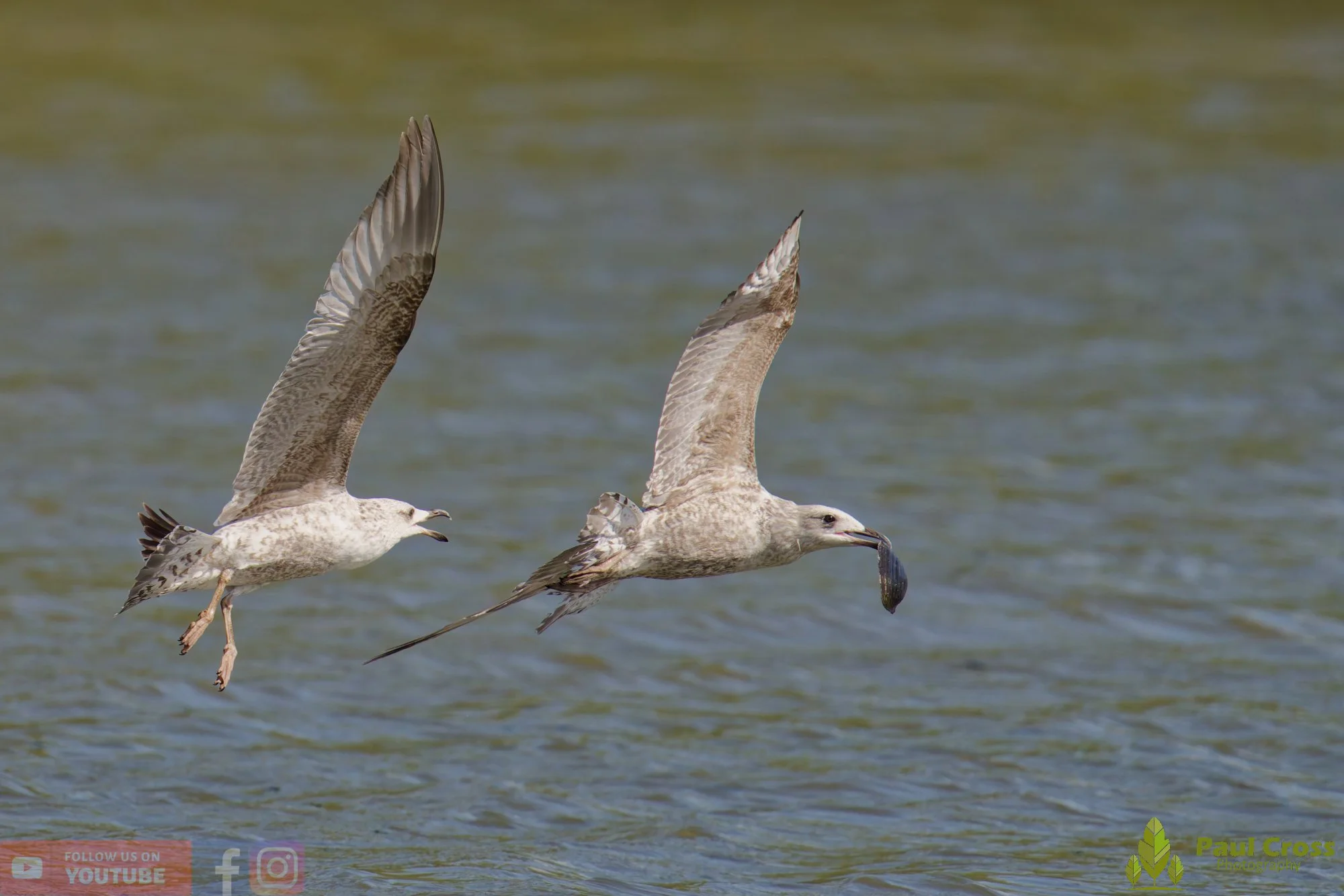 Herring Gull-00419.jpg