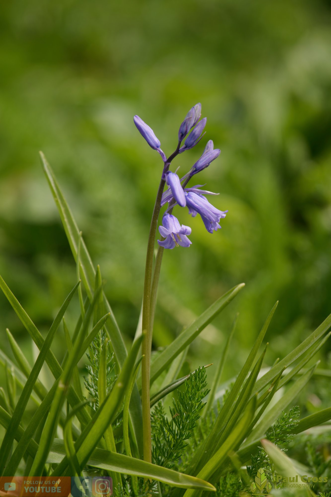 Bluebell-00007.jpg