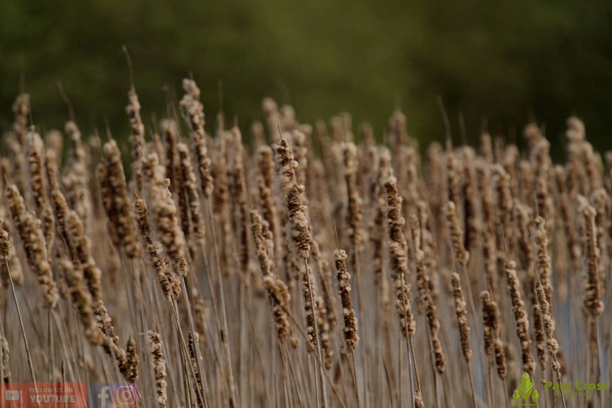 Bull Rush-00029.jpg