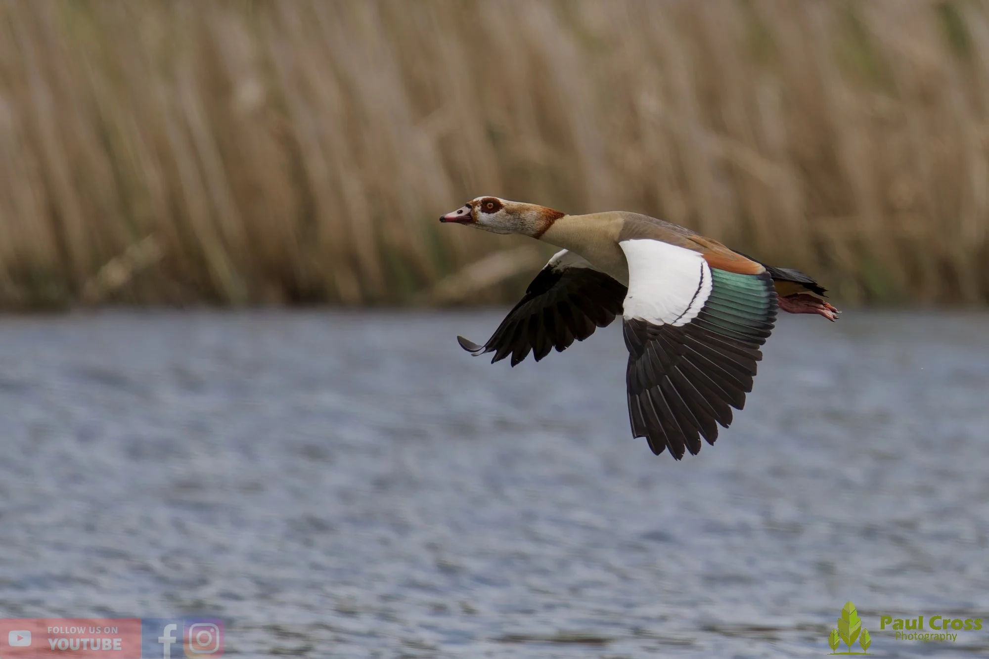 Egyptian Goose-00128.jpg