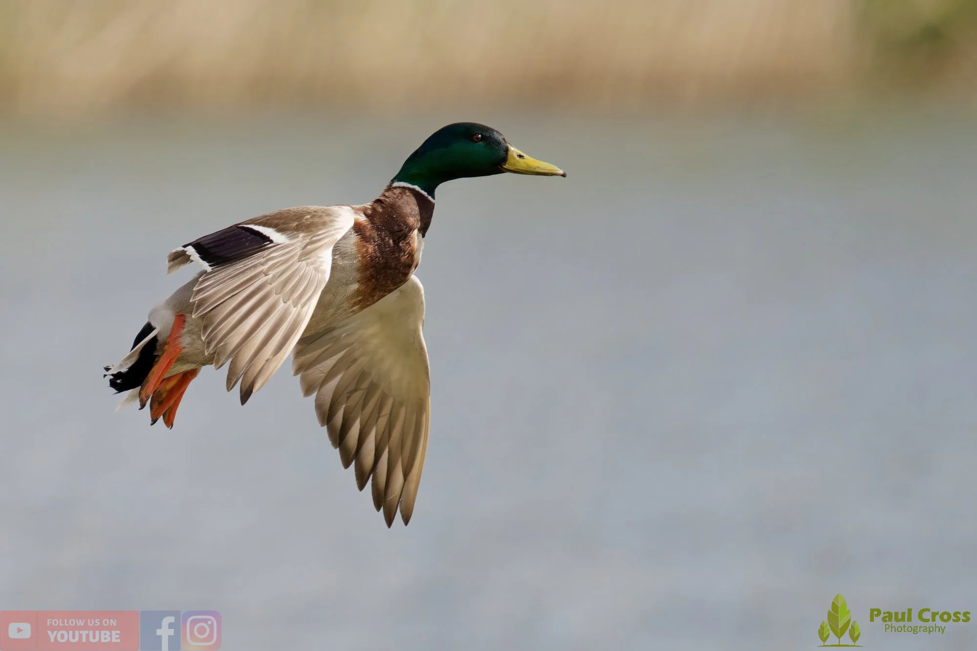 Mallard Duck-01238.jpg