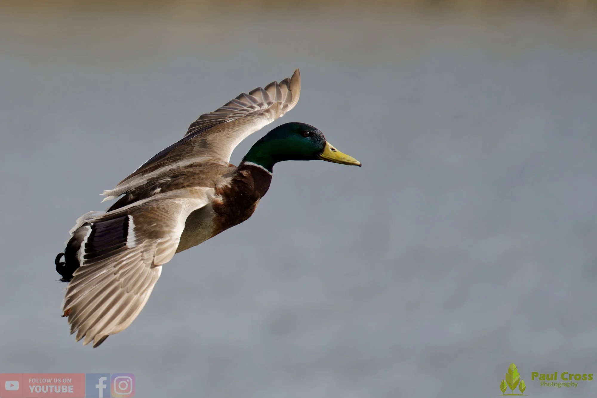 Mallard Duck-01239.jpg