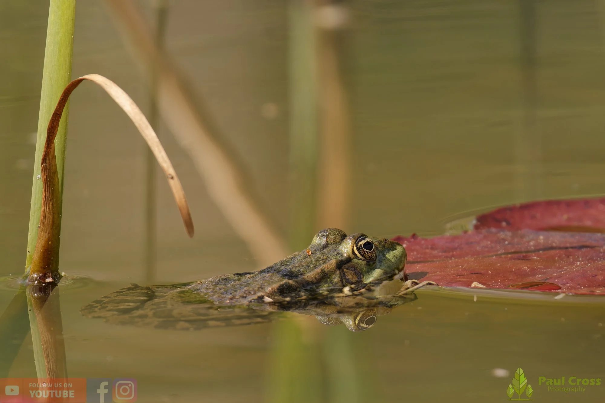 Marsh Frog-00070.jpg