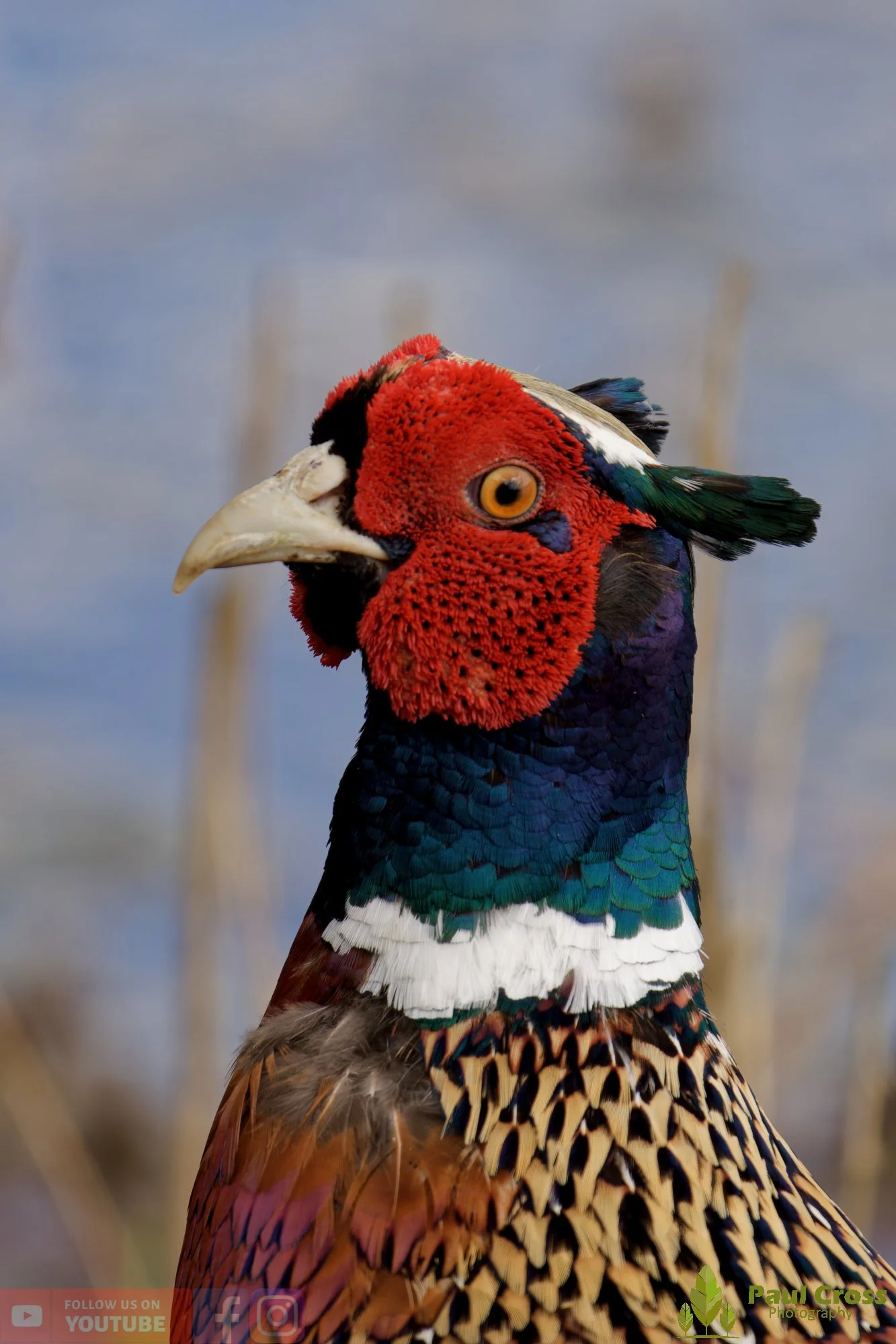 Pheasant-00145.jpg
