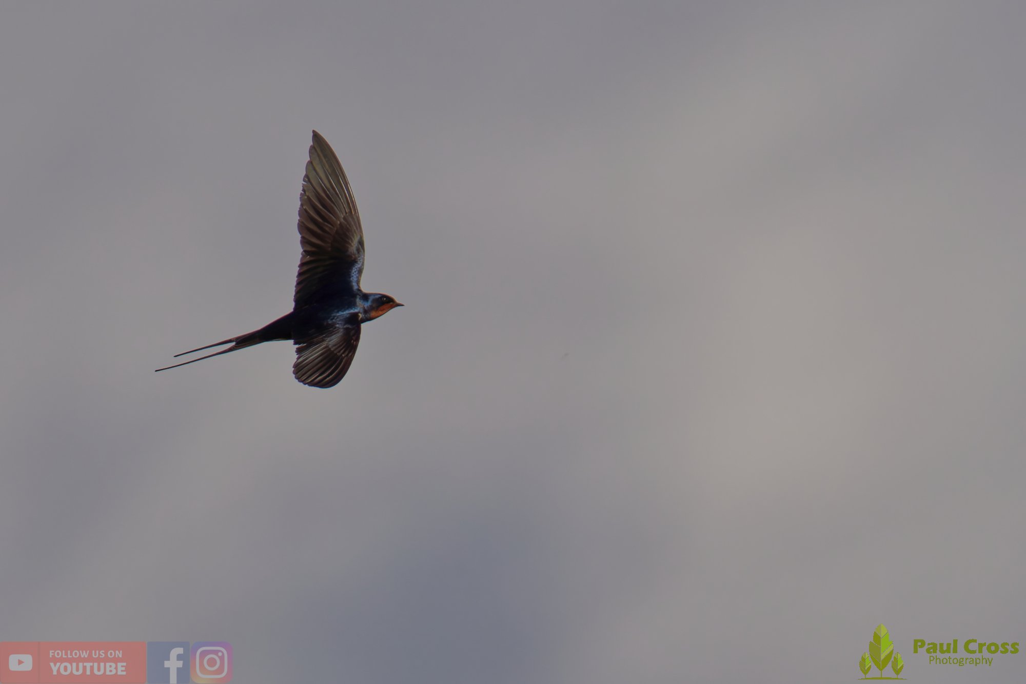 Swallow-00509.jpg