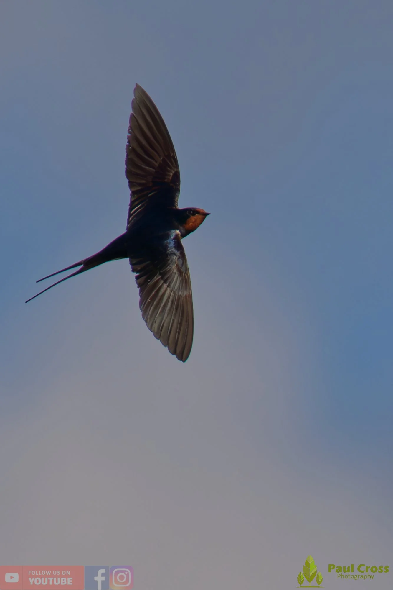 Swallow-00510.jpg