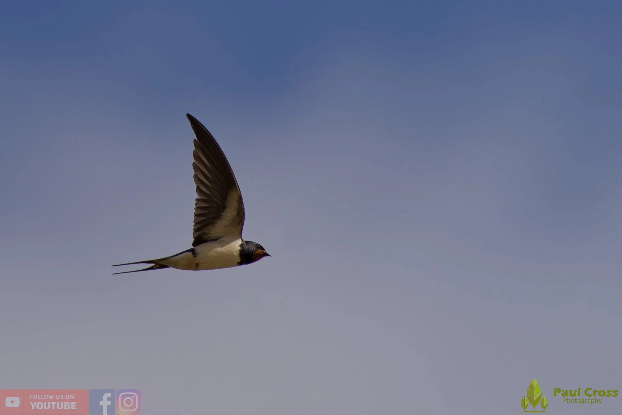 Swallow-00512.jpg
